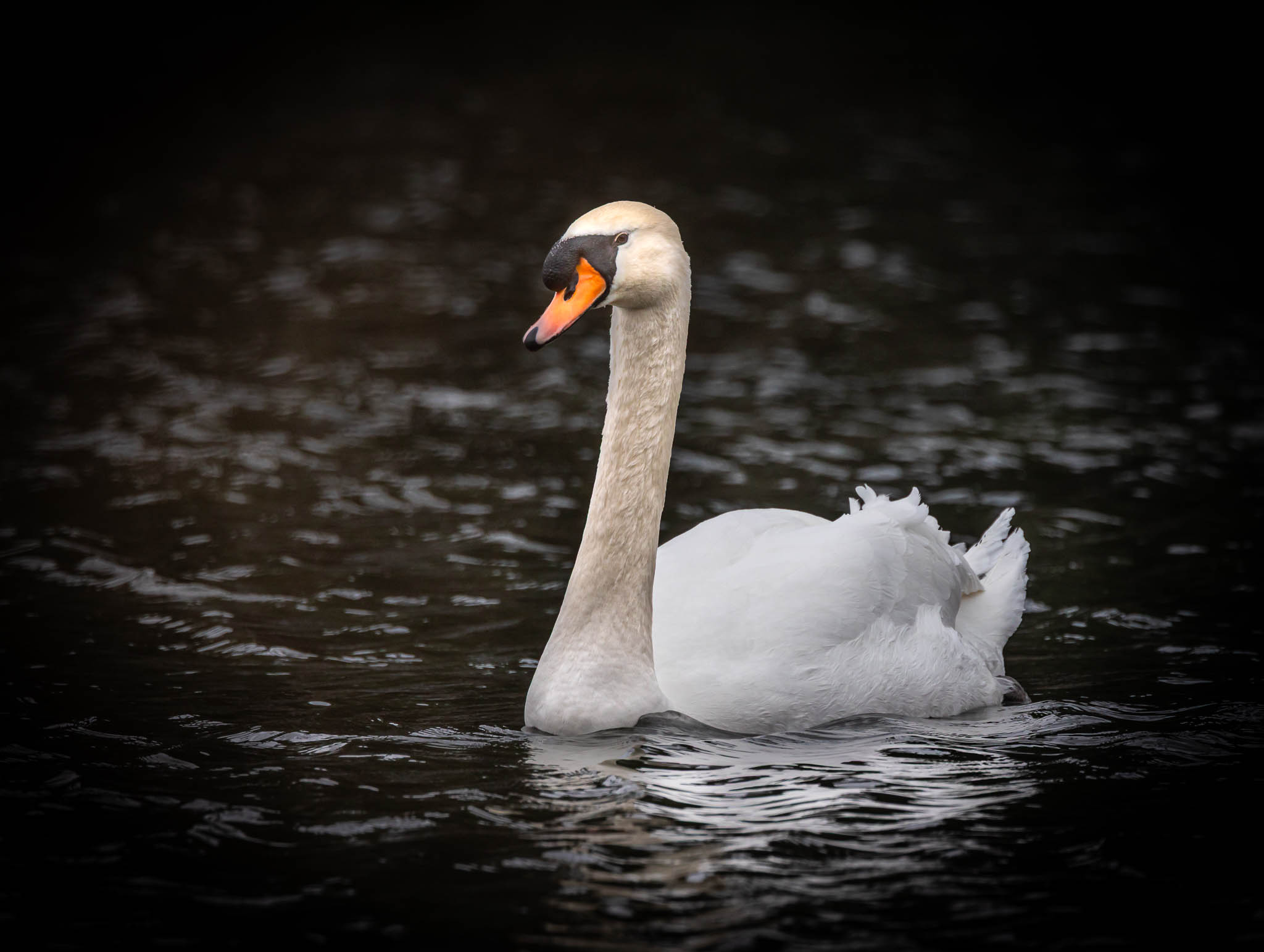 Mute Swan