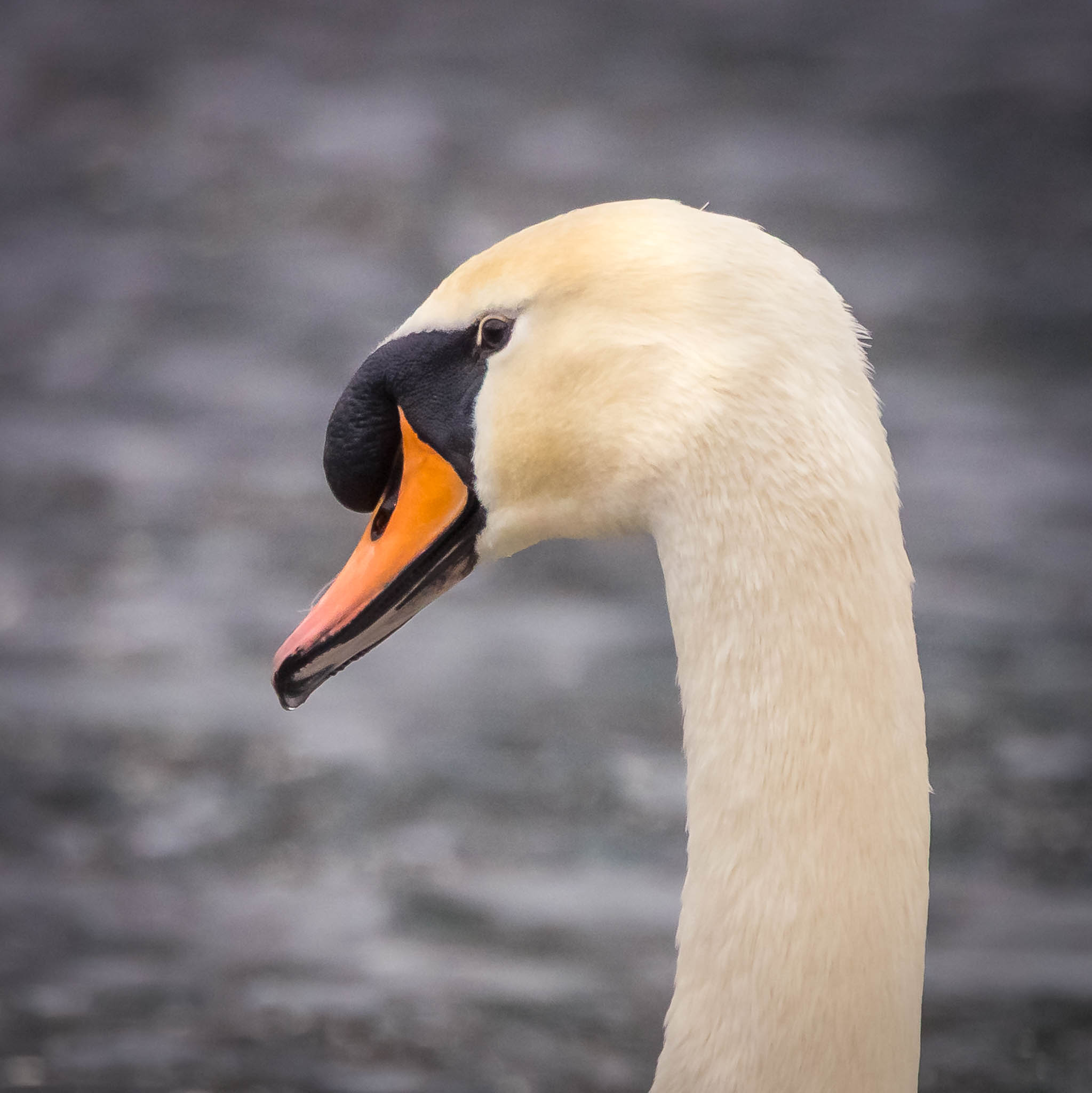 Mute Swan