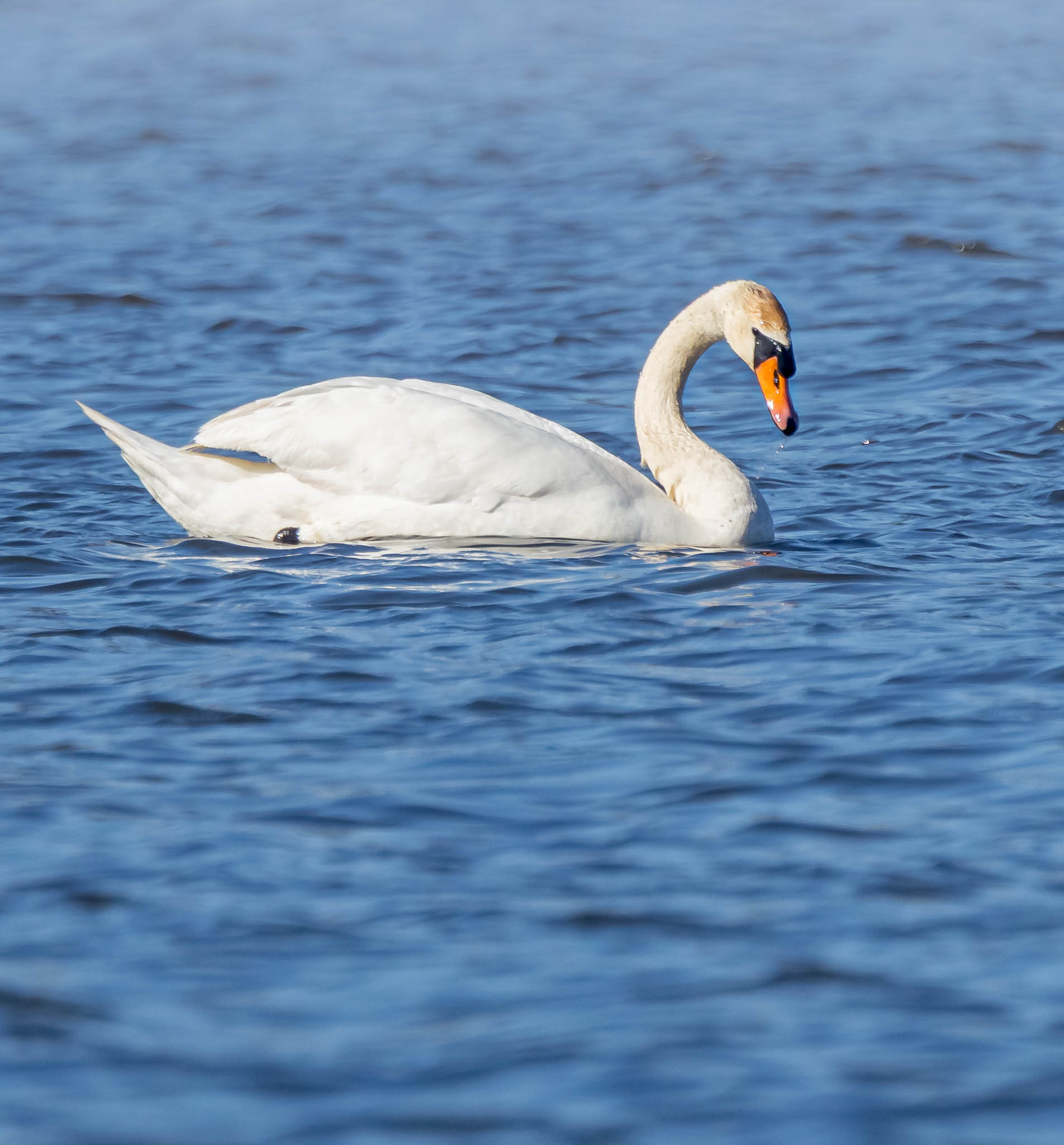 Mute Swan
