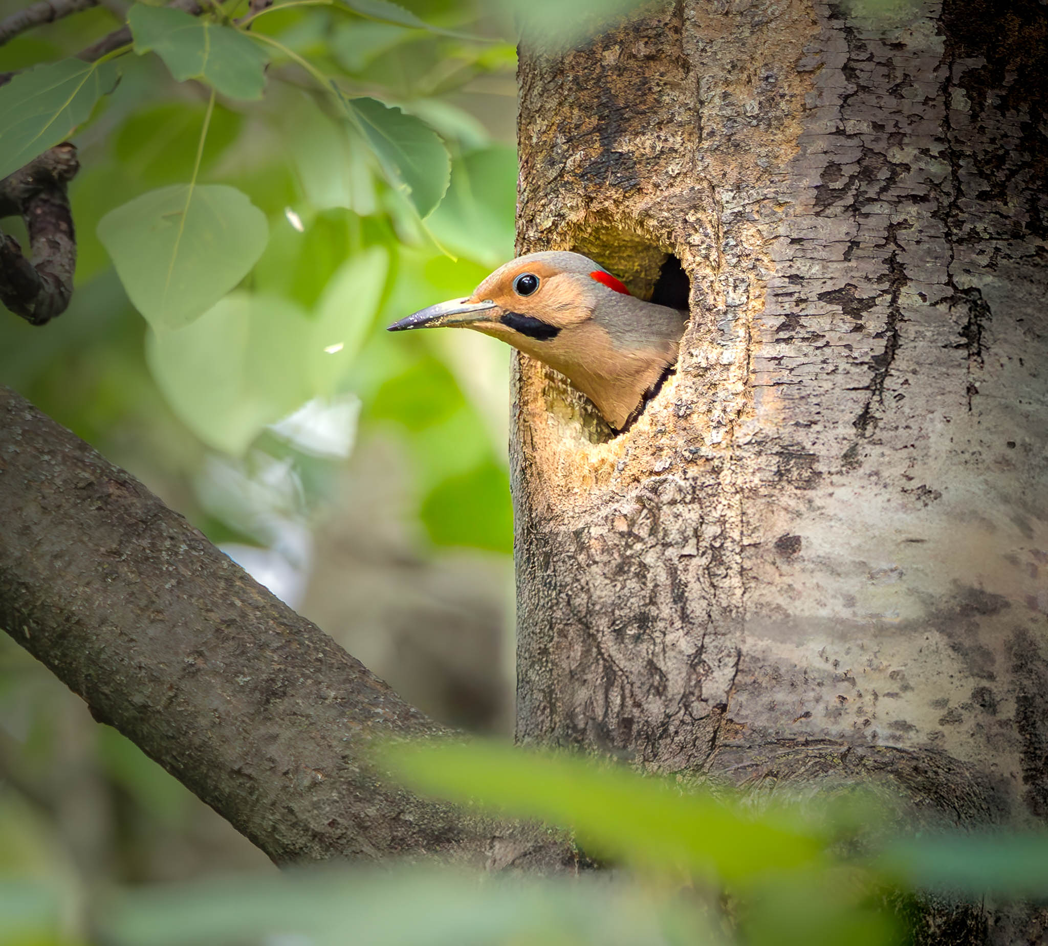 Northern Flicker