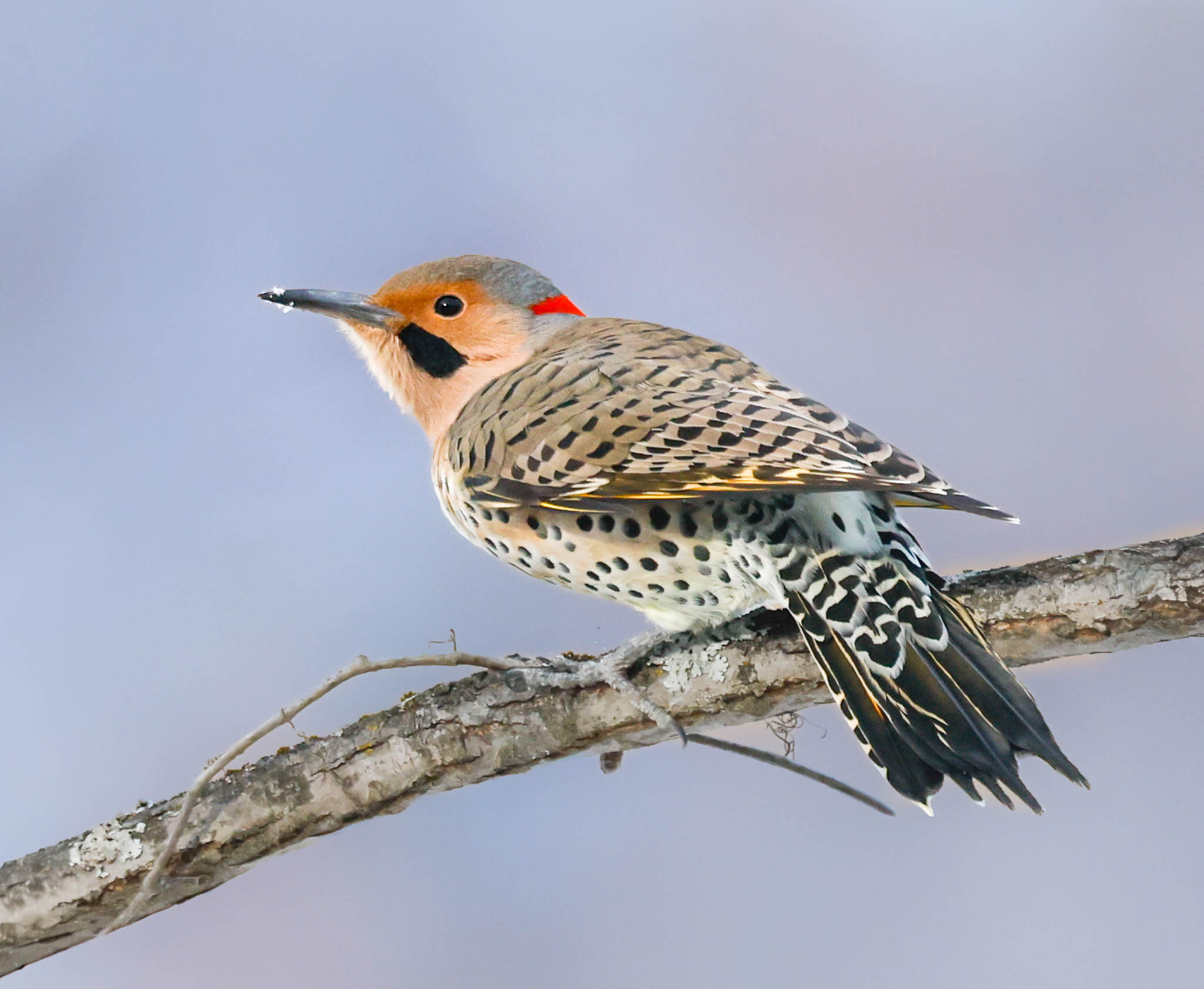 Northern Flicker