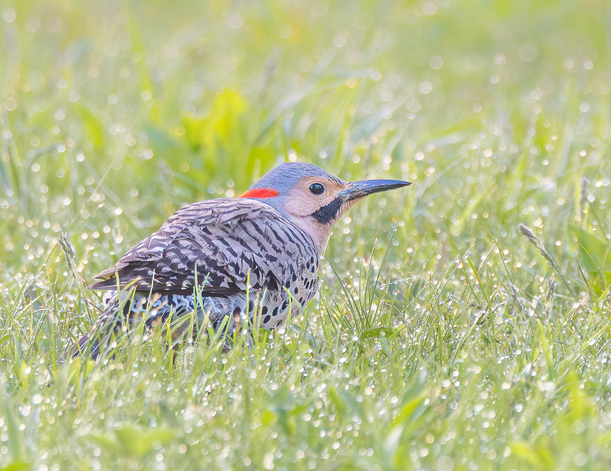 Northern Flicker