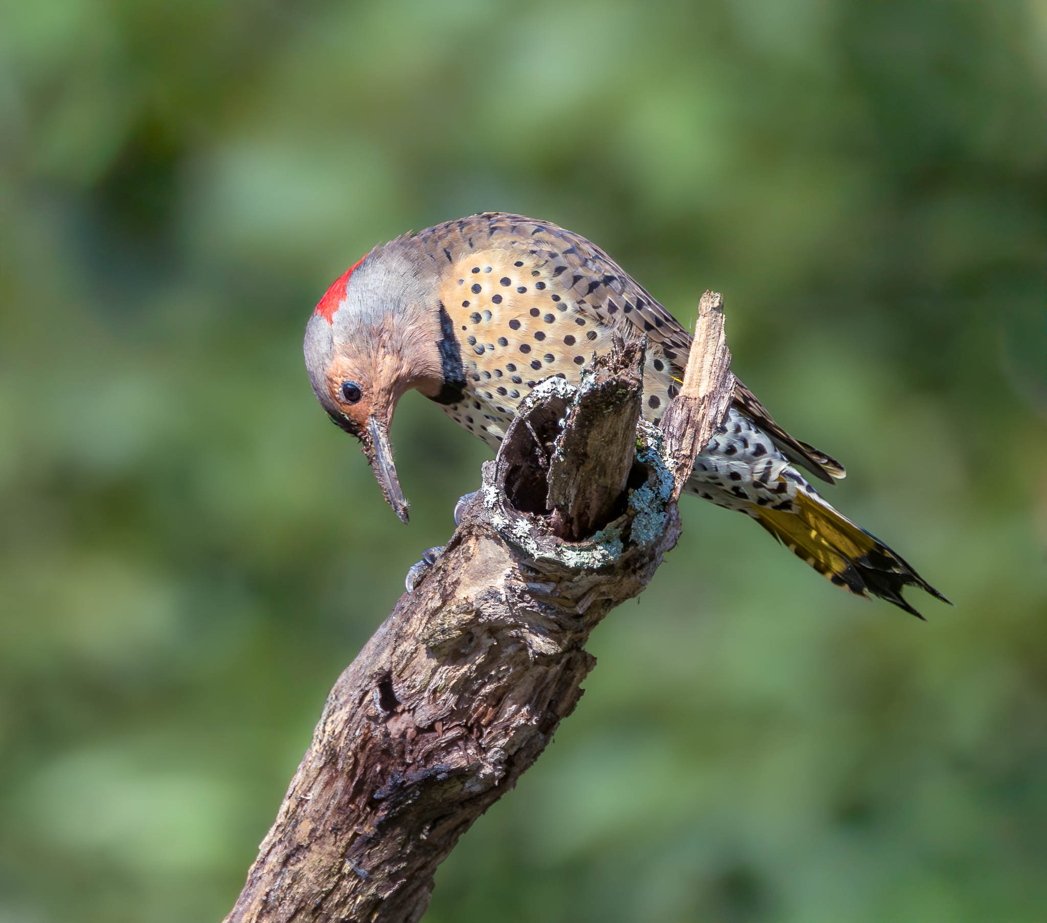Northern Flicker