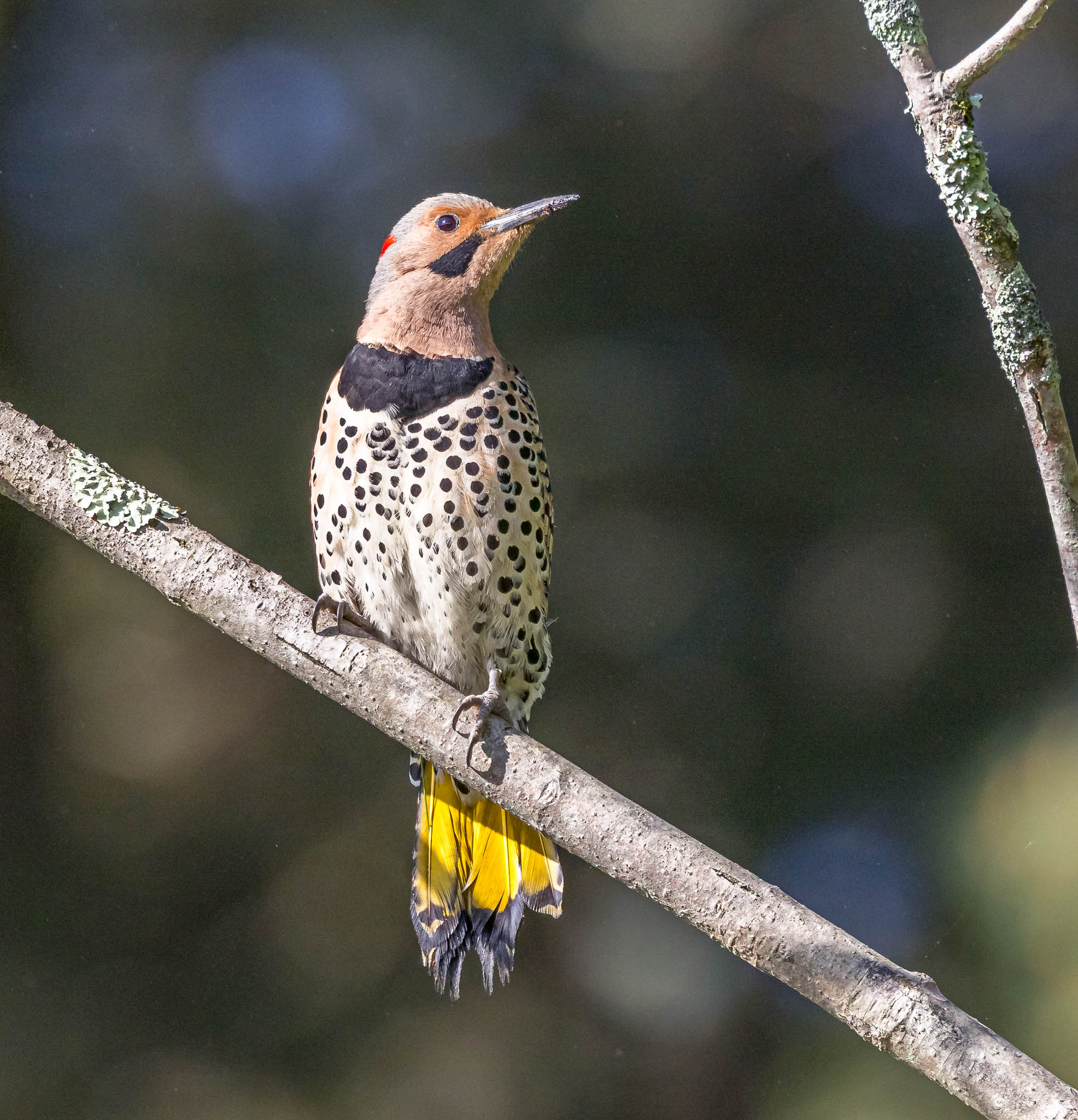 Northern Flicker