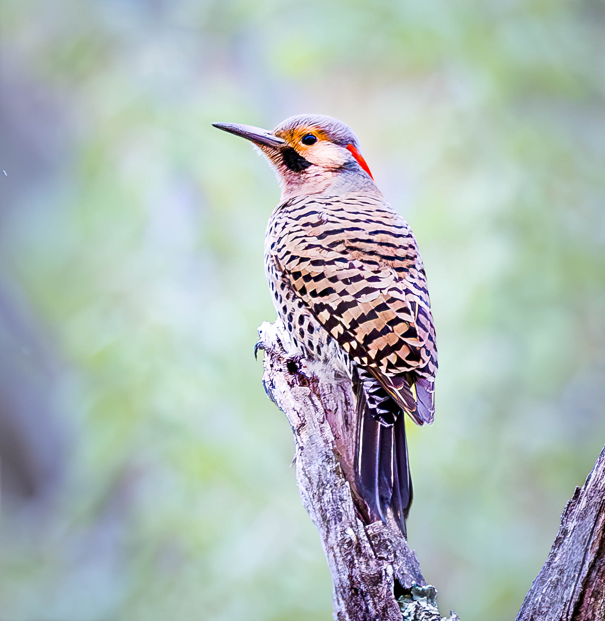 Northern Flicker