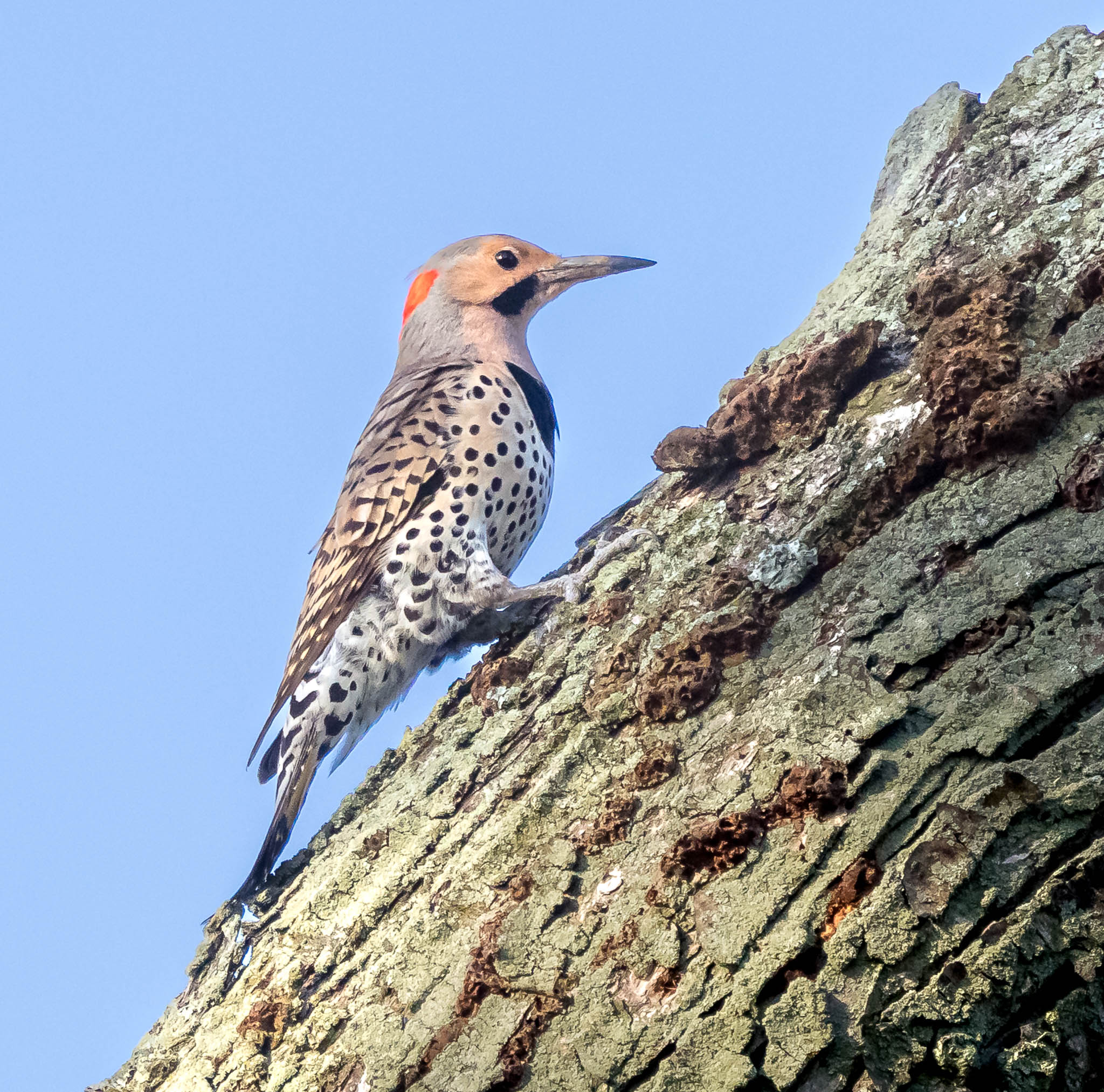 Northern Flicker