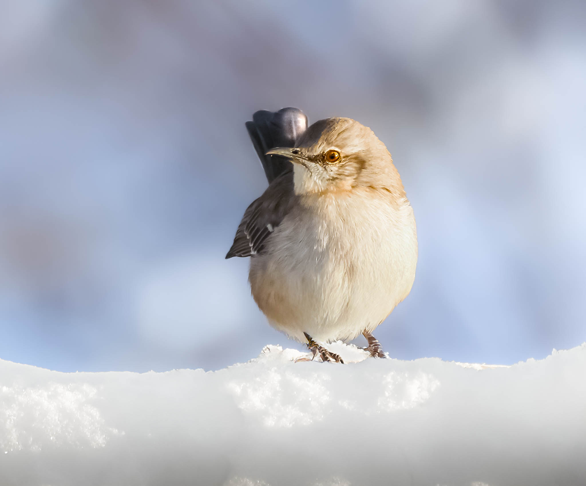 Northern Mockingbird