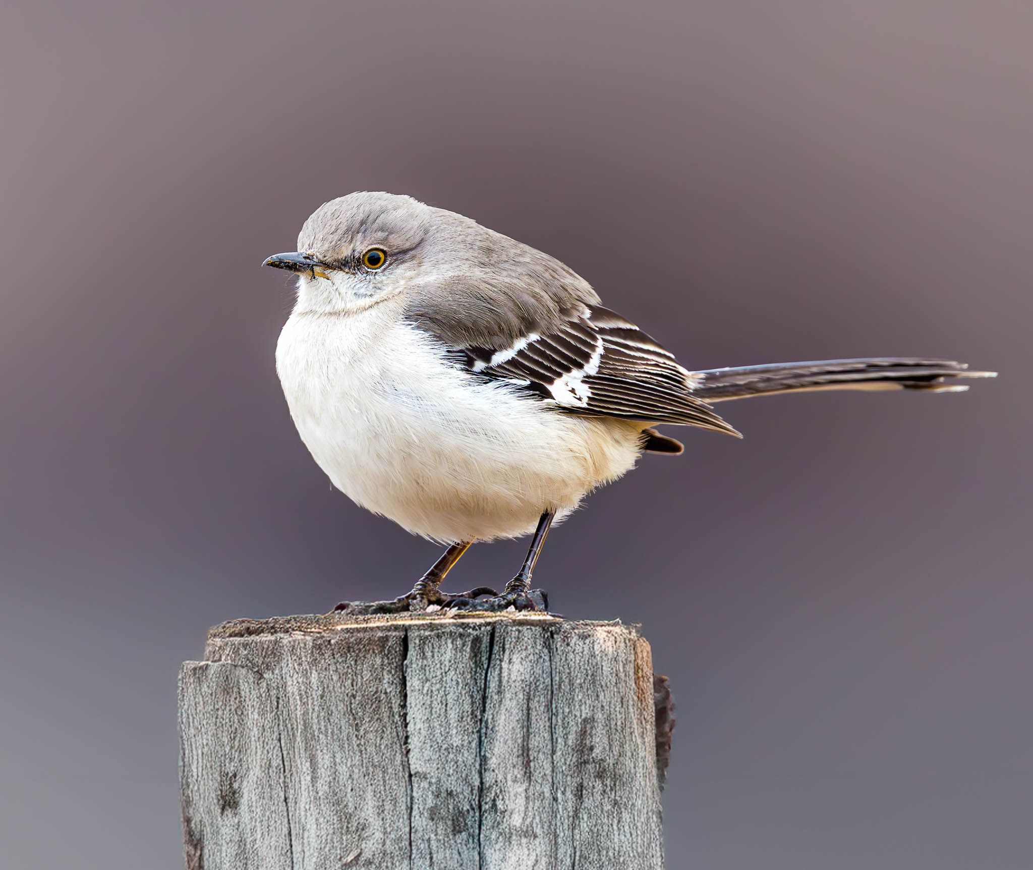 Northern Mockingbird