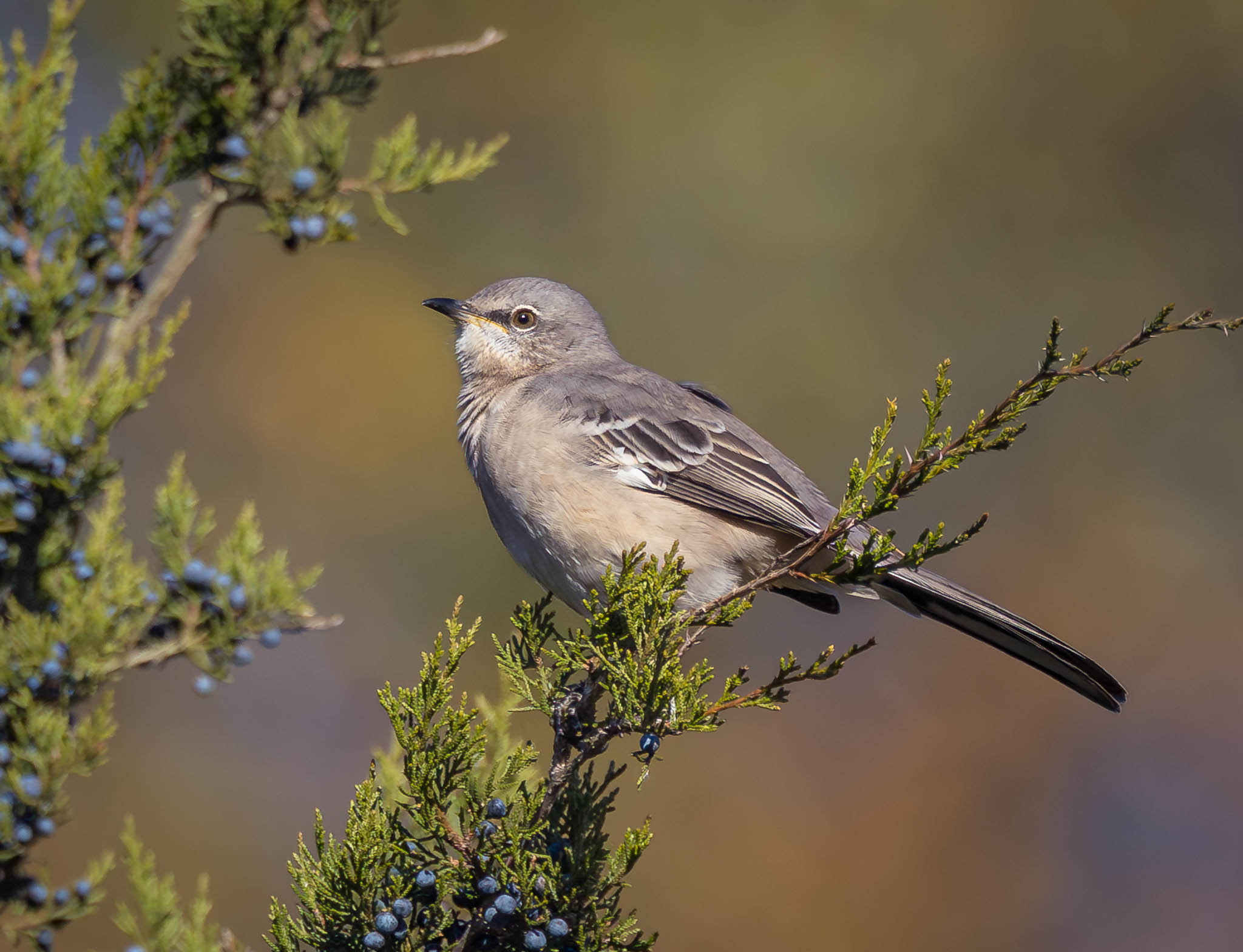 Northern Mockingbird