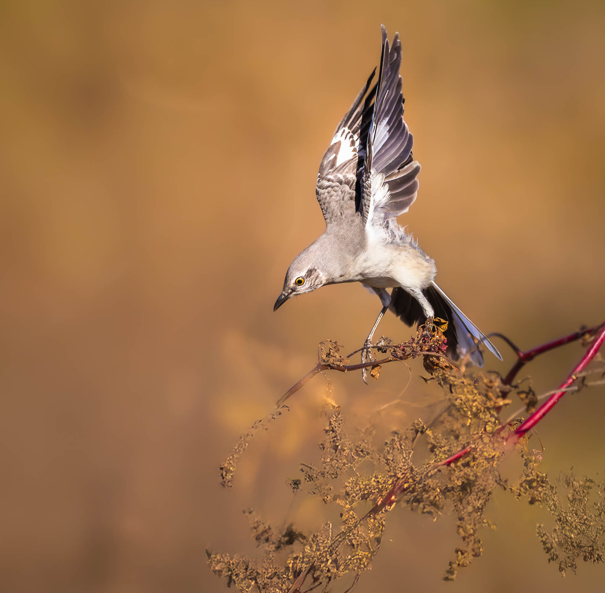 Northern Mockingbird