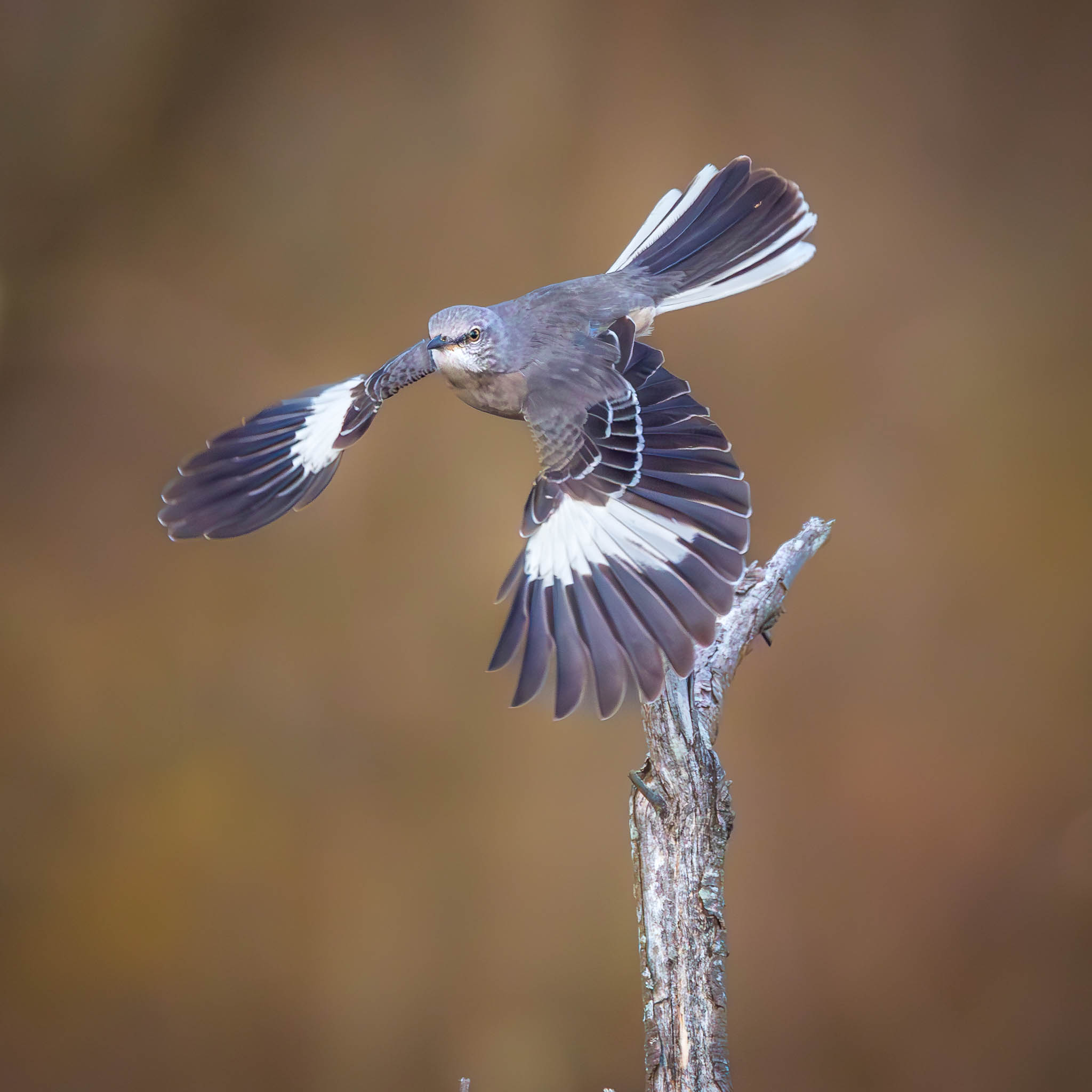 Northern Mockingbird