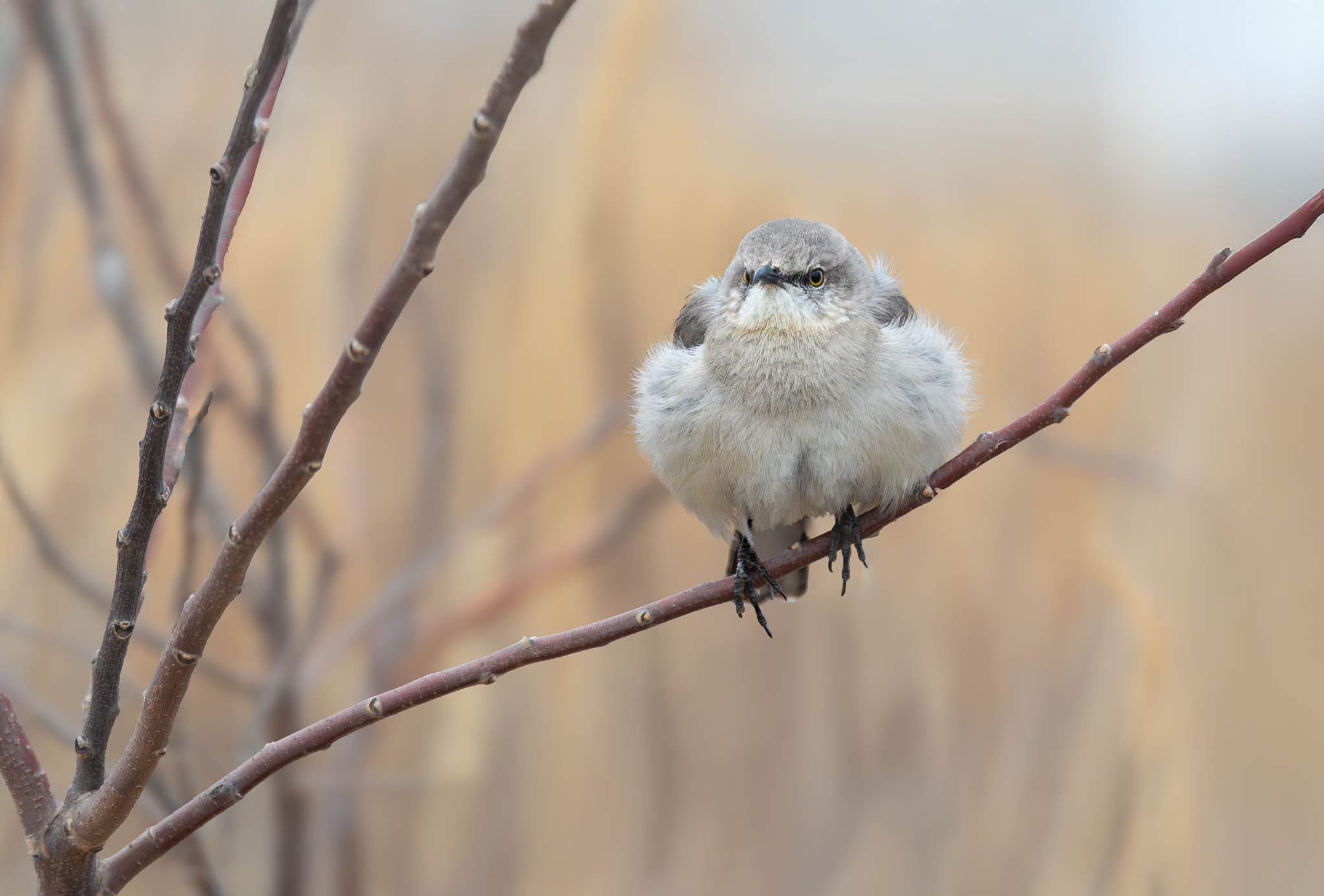 Northern Mockingbird