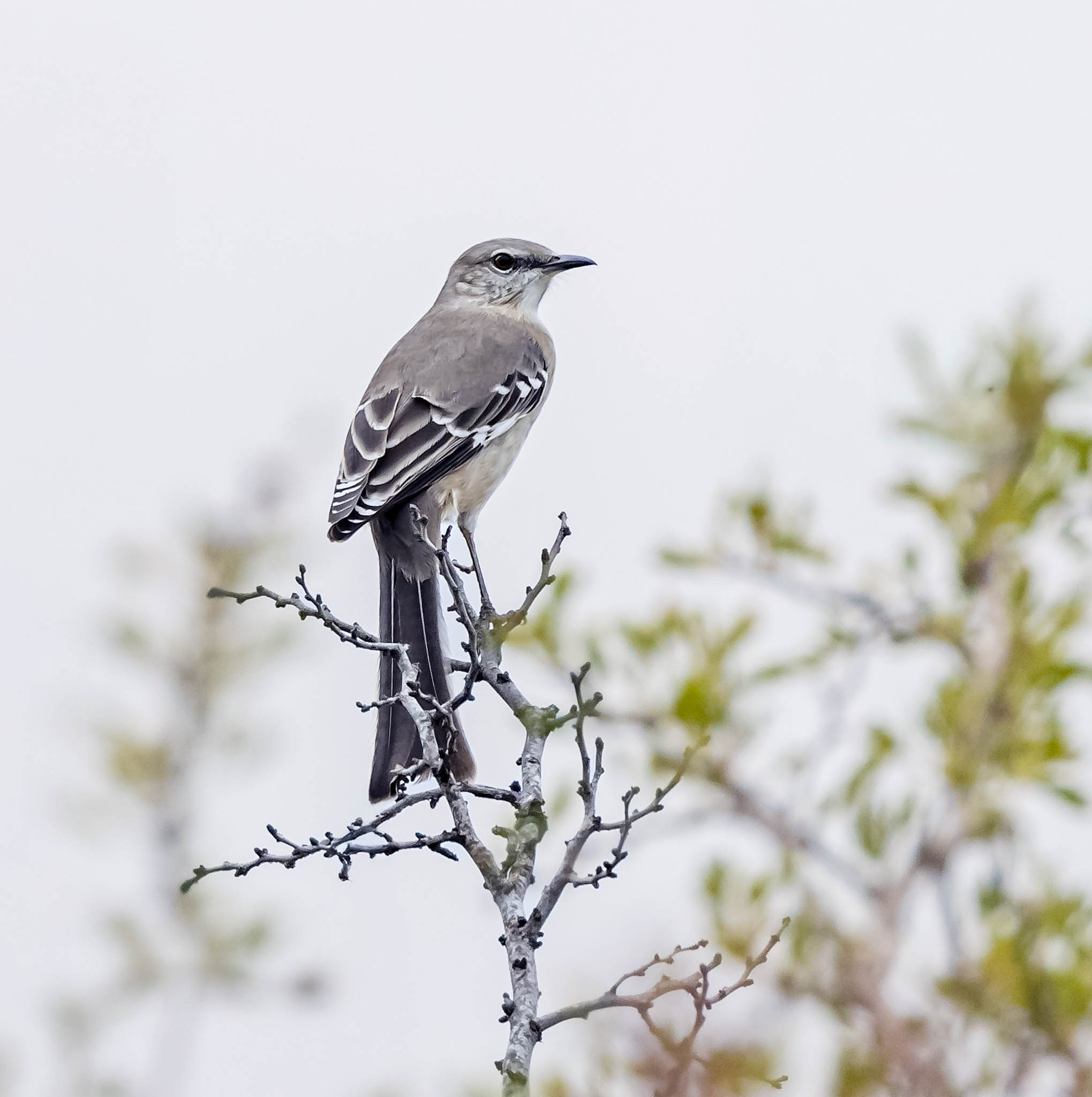 Northern Mockingbird