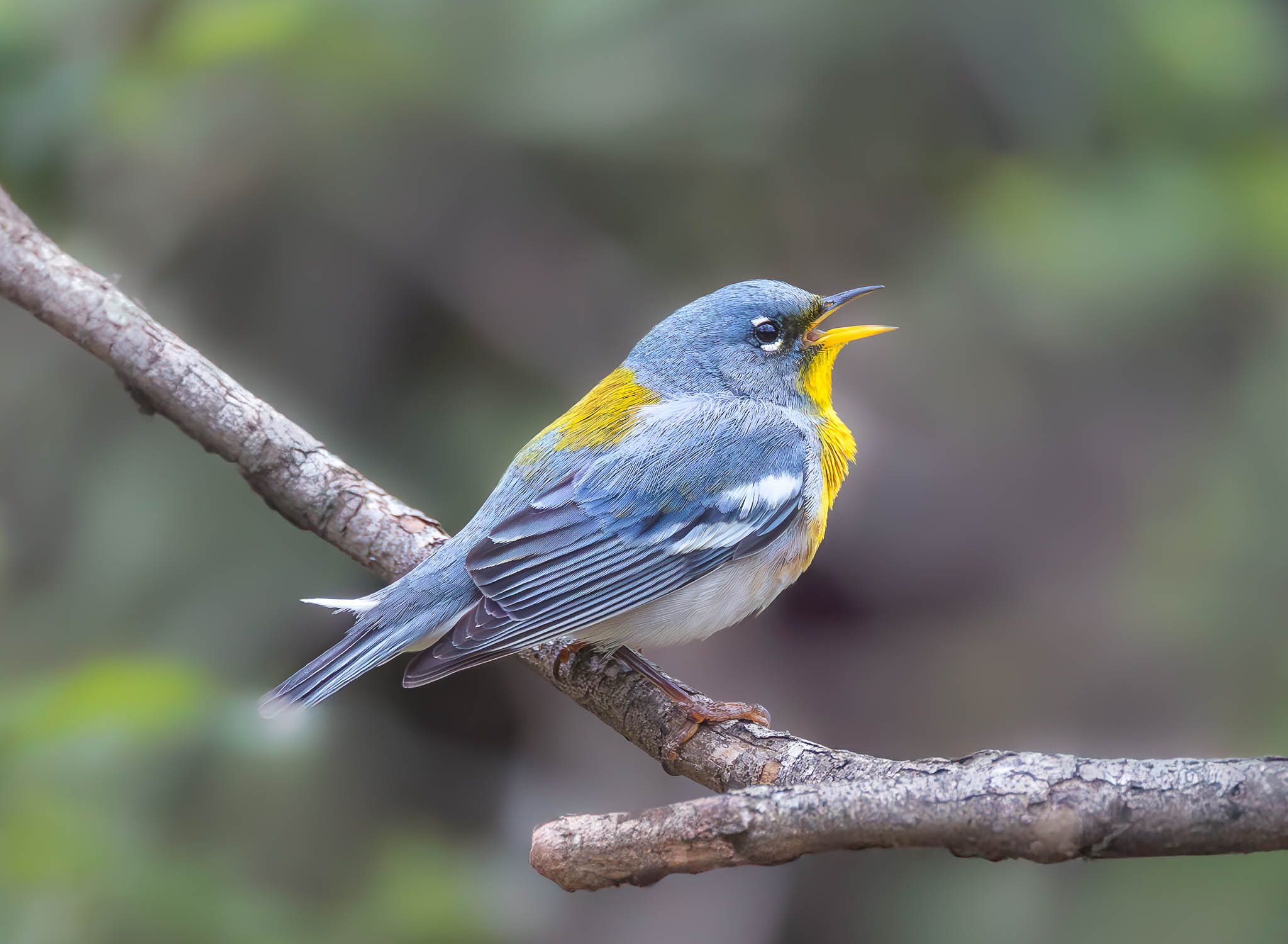 Northern Parula