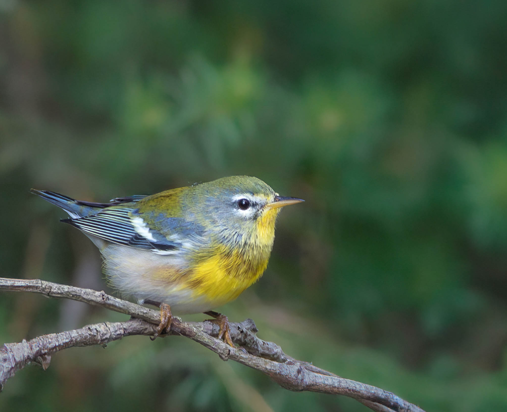 Northern Parula
