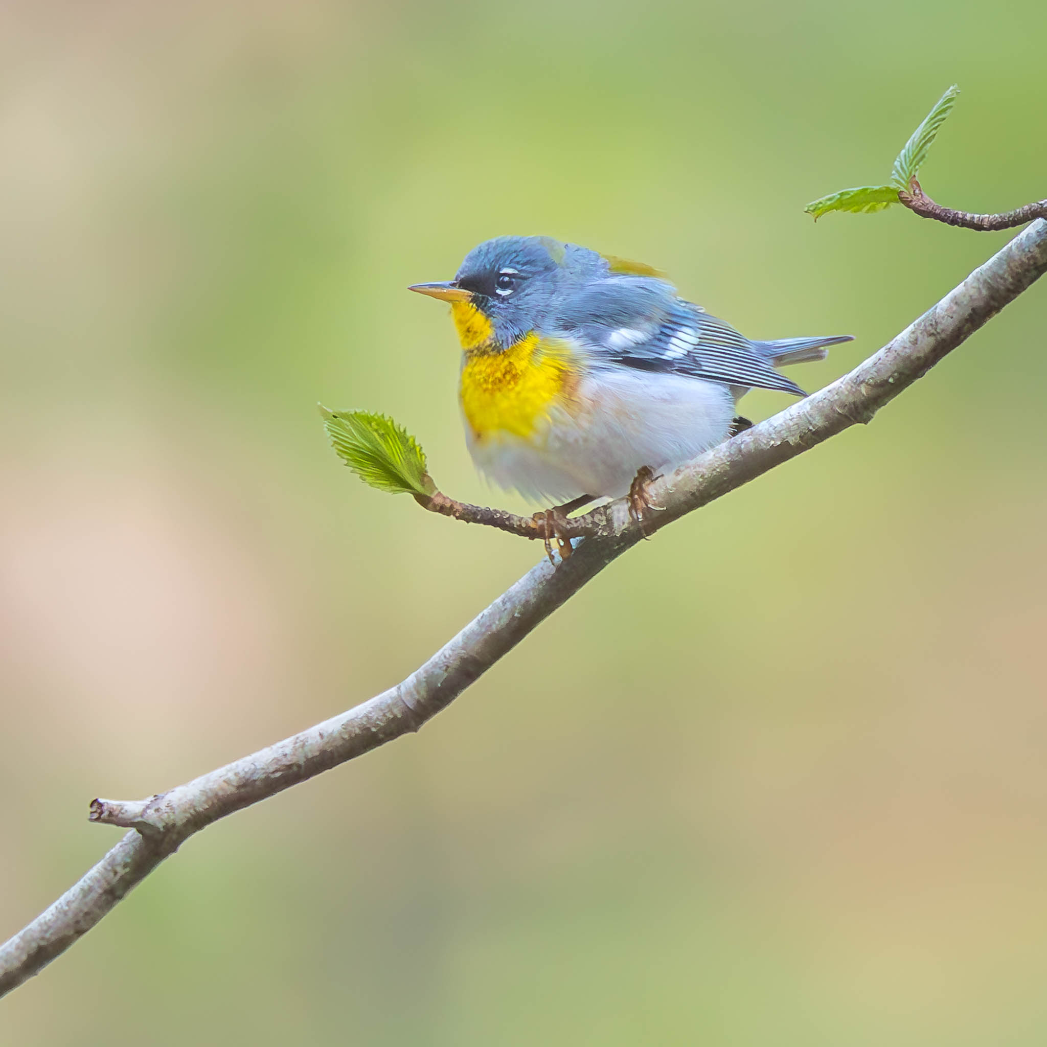 Northern Parula