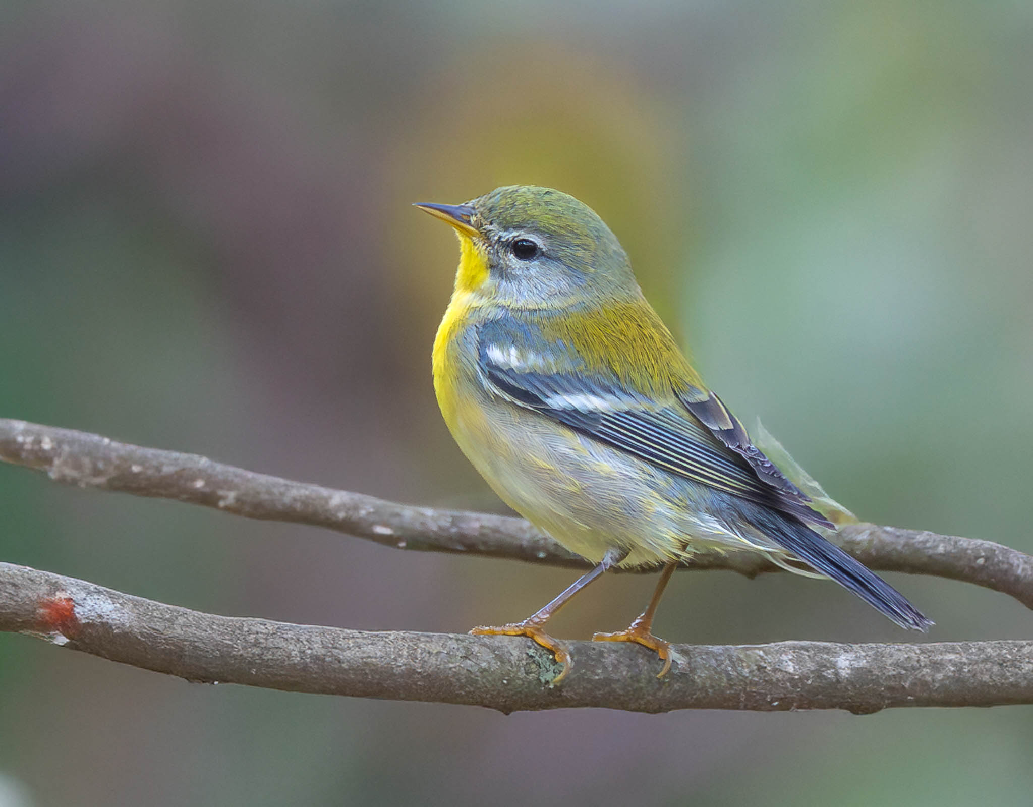 Northern Parula