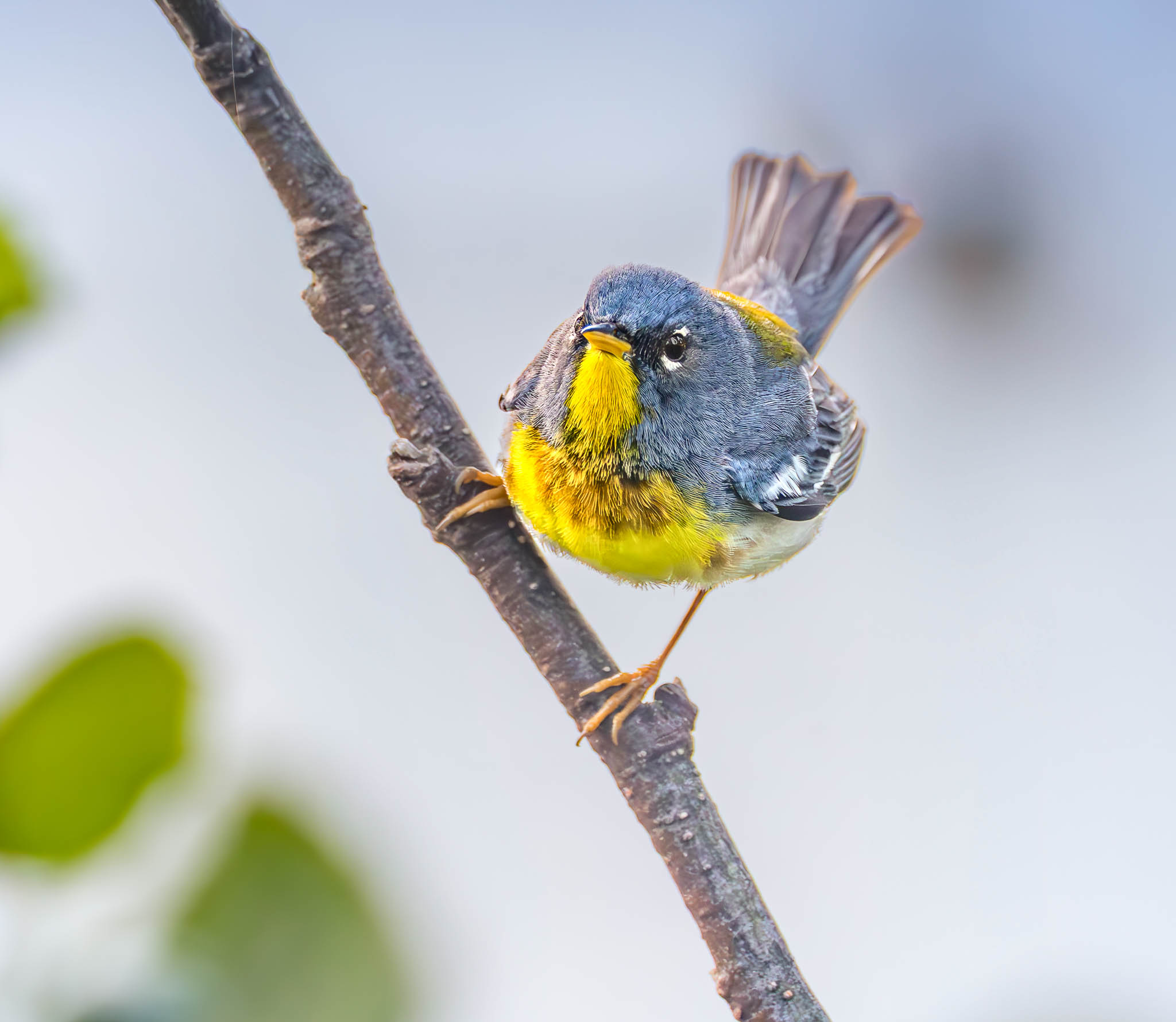 Northern Parula