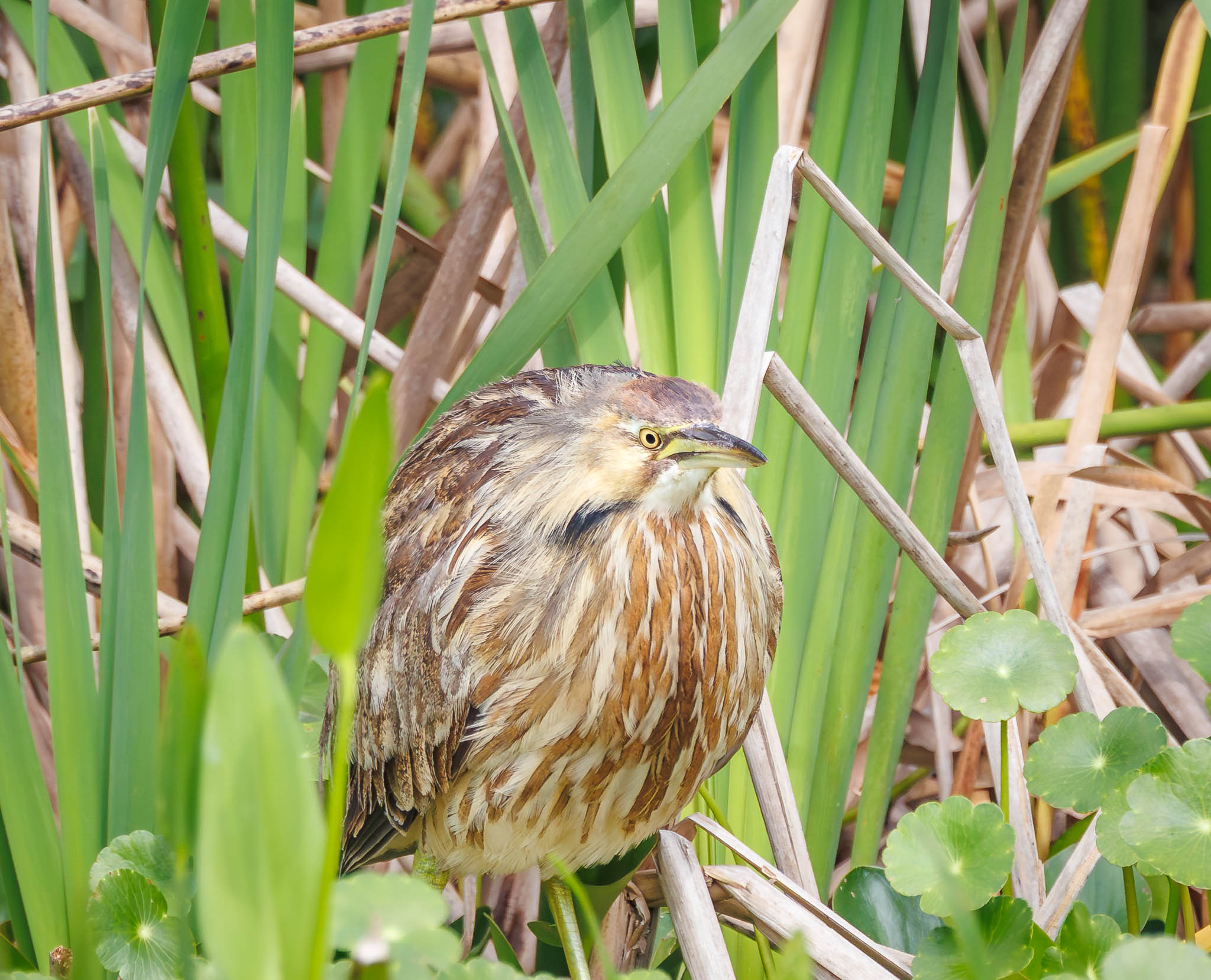 American Bittern