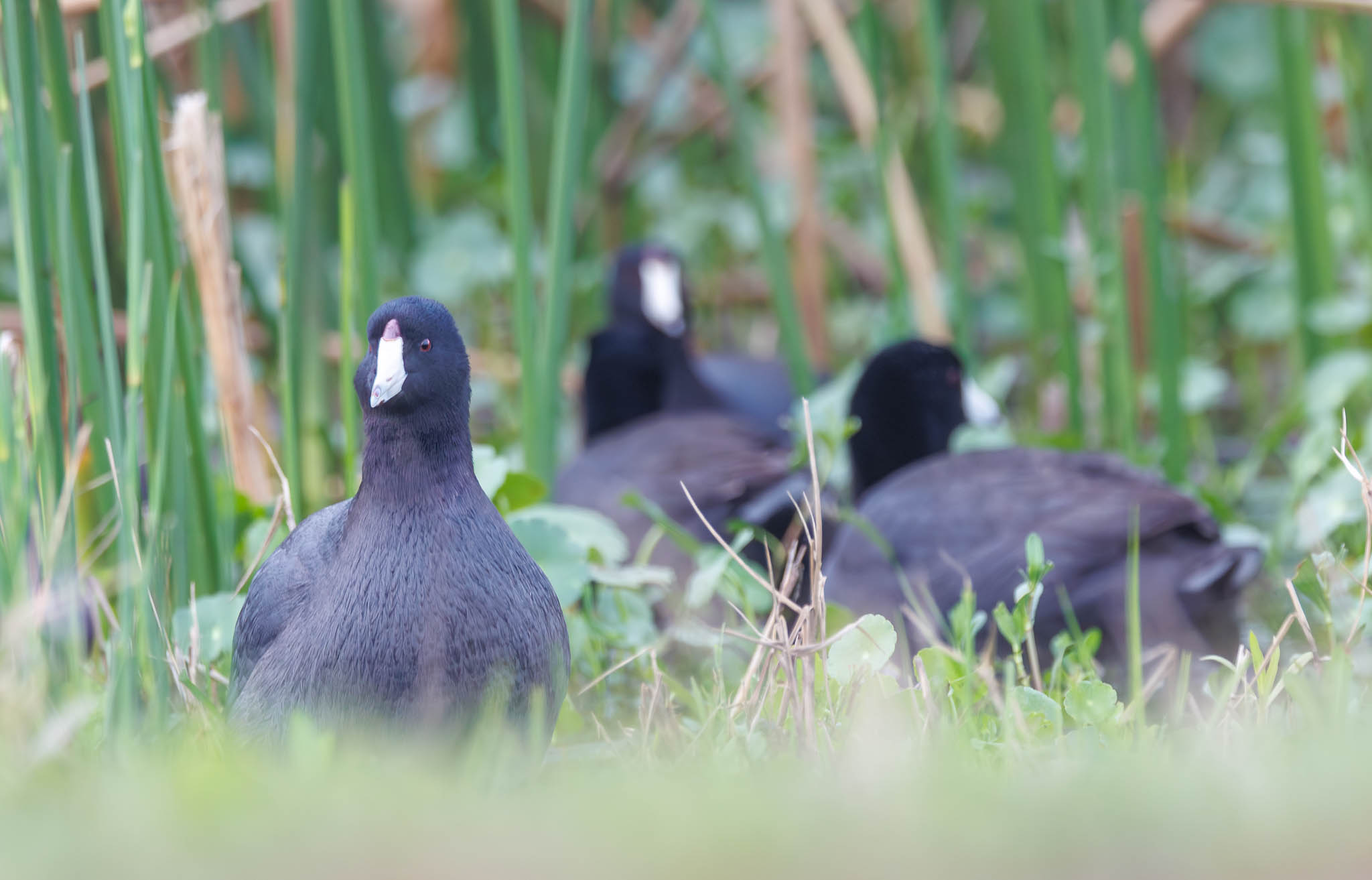 American Coot