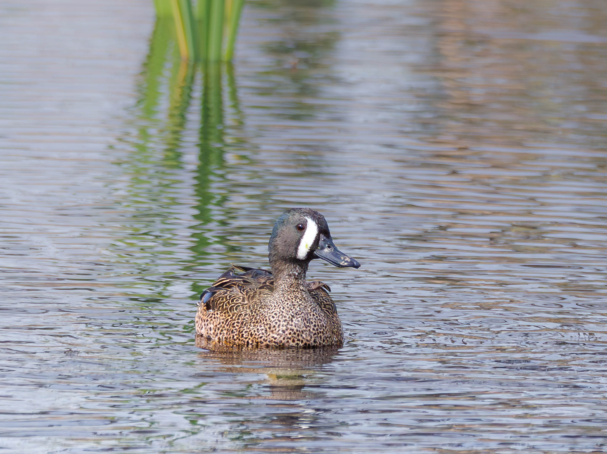 Blue-winged Teal