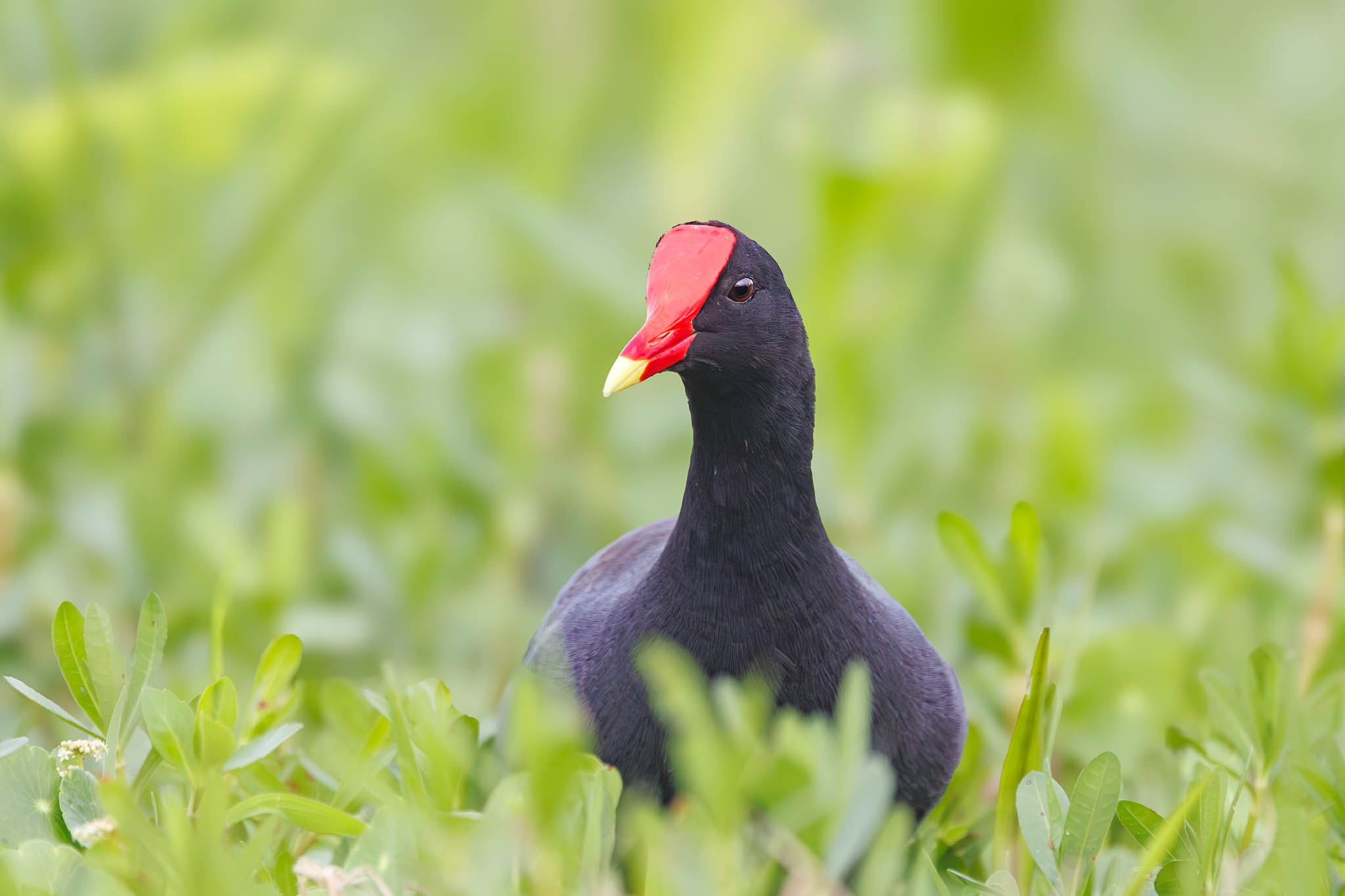 Common Gallinule
