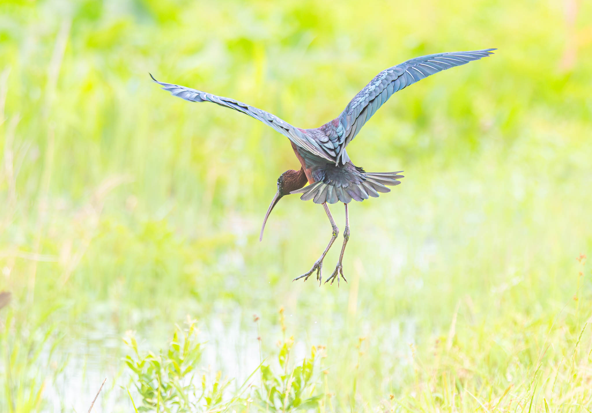 Glossy Ibis