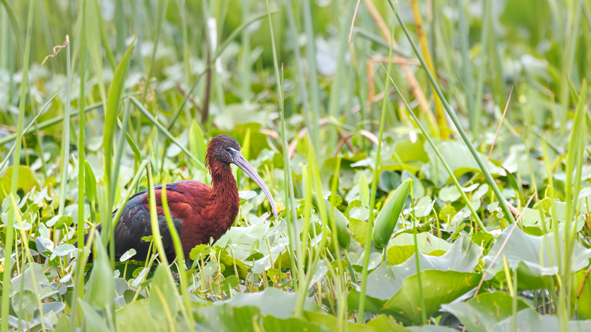 Glossy Ibis