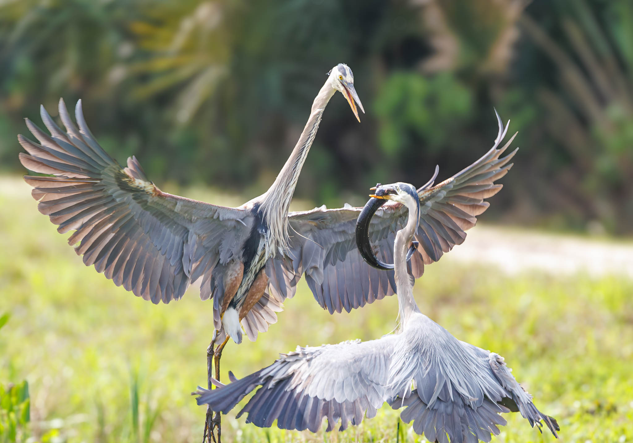 Great Blue Heron