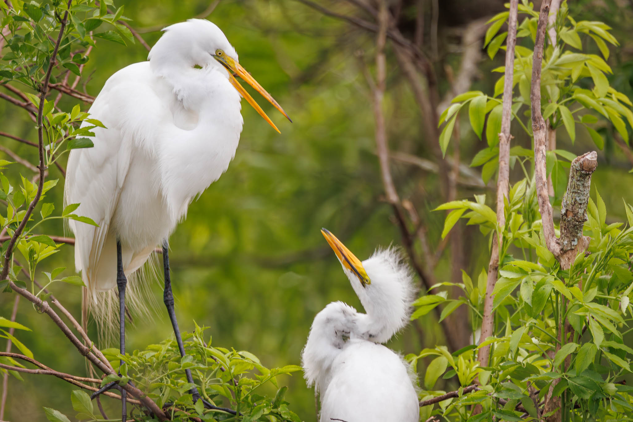 Great Egret
