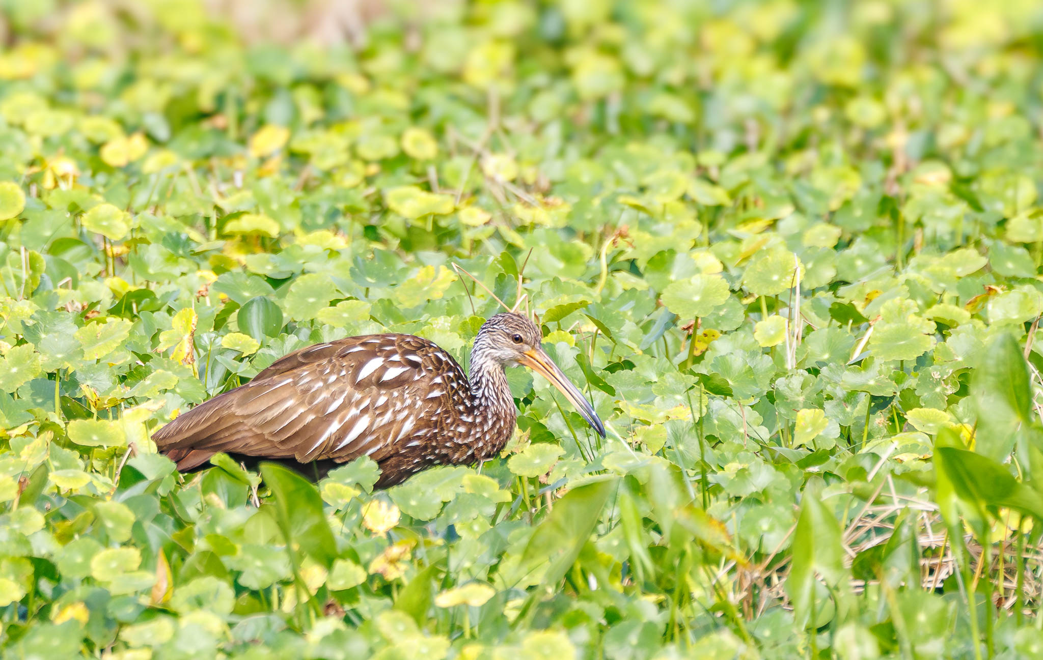 Limpkin