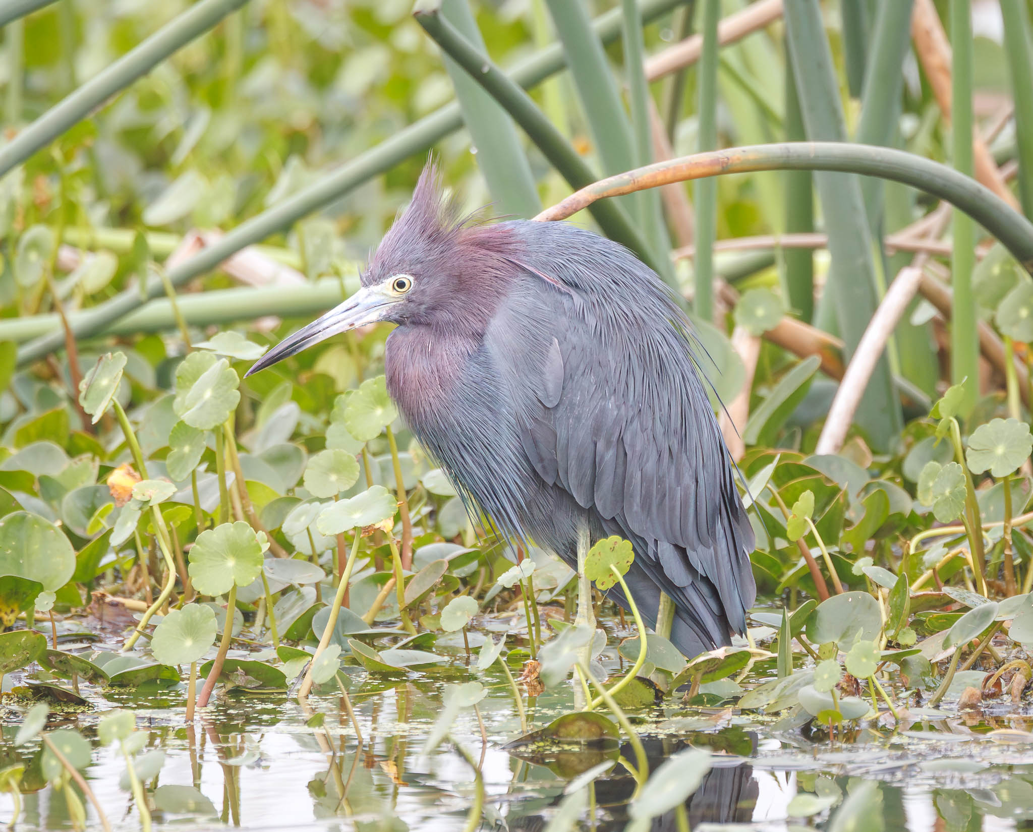 Little Blue Heron
