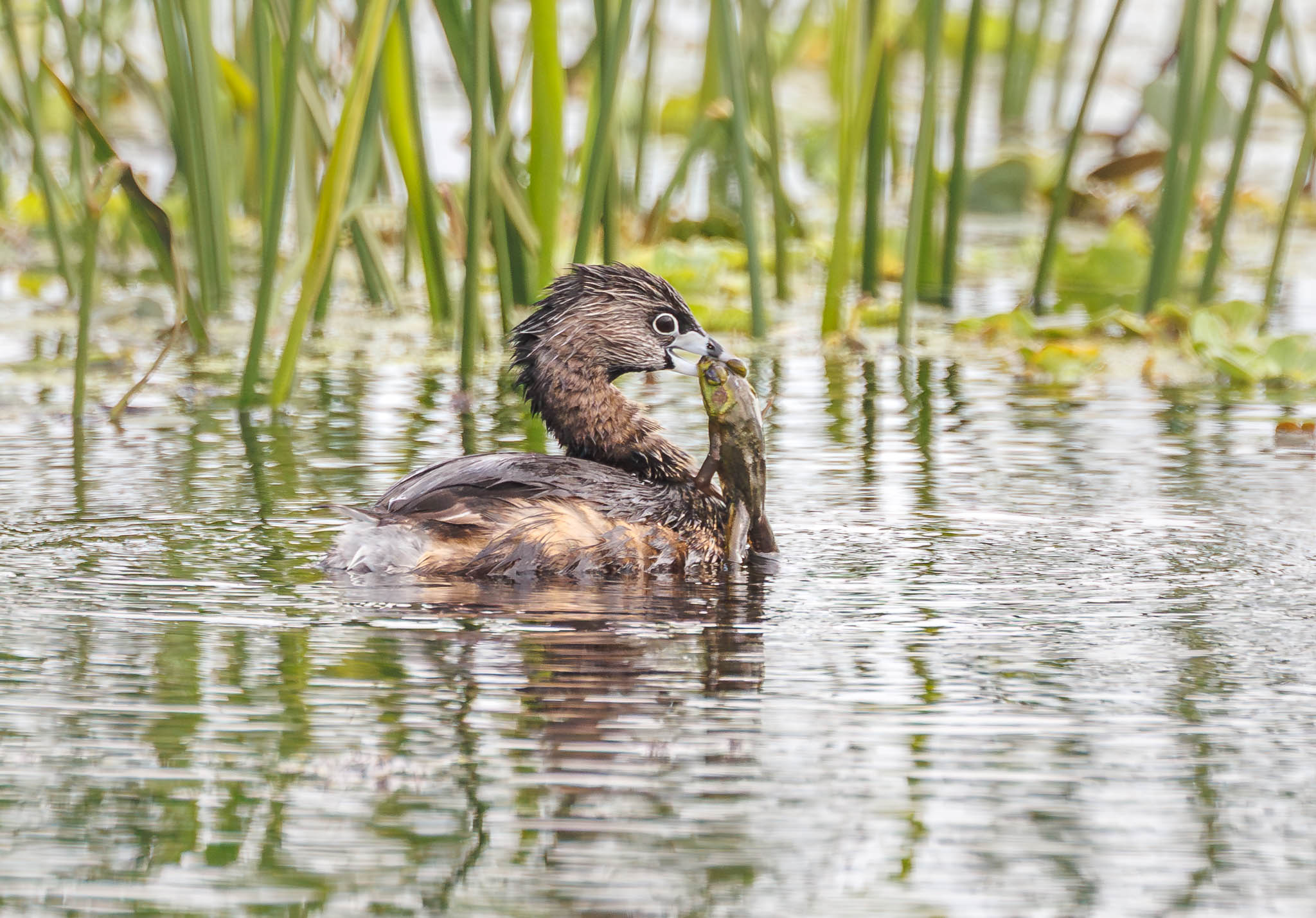Pied-billed Grebe