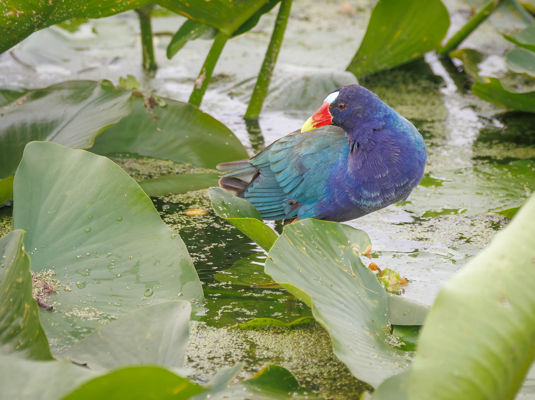 Purple Gallinule