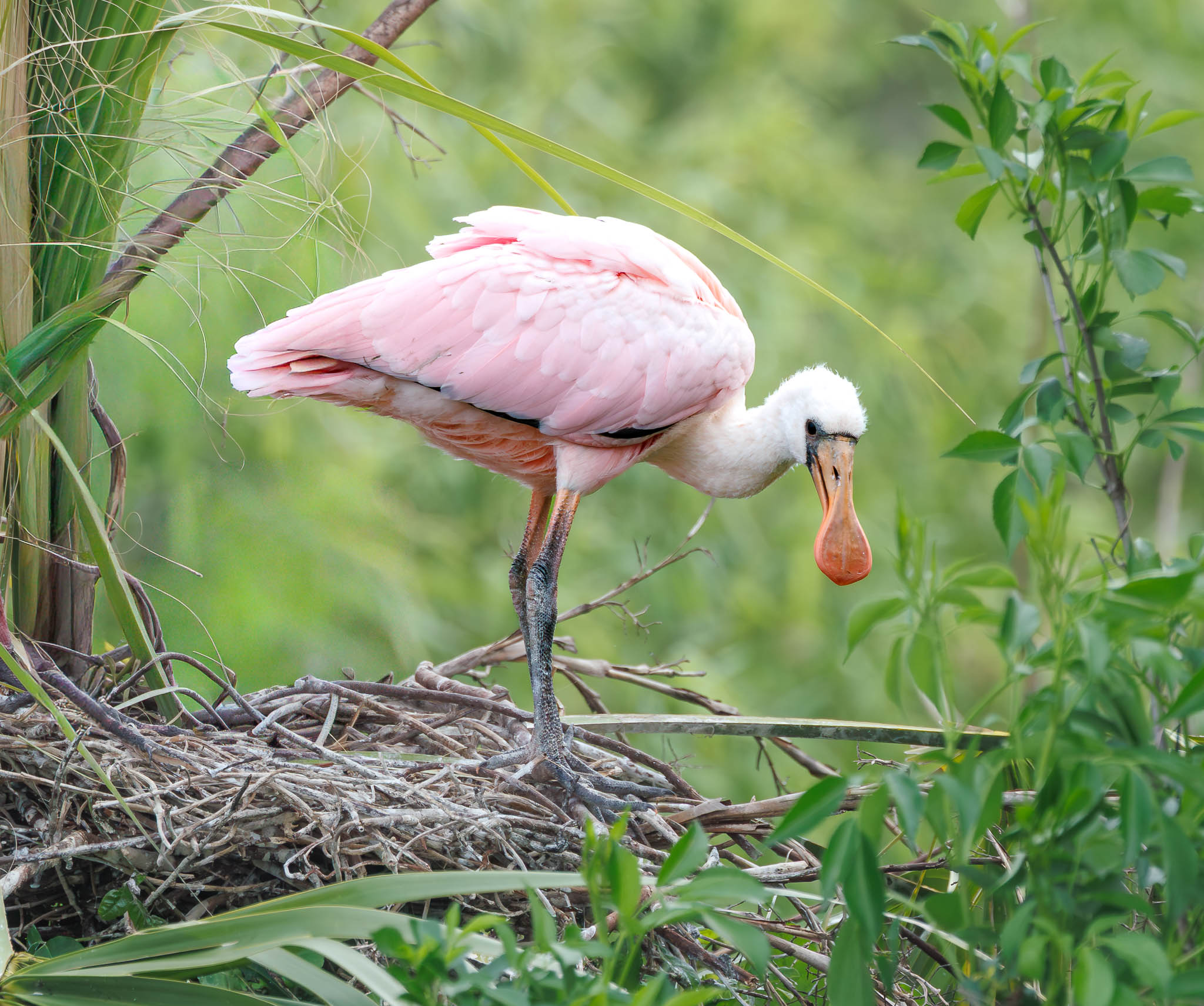 Roseate Spoonbill