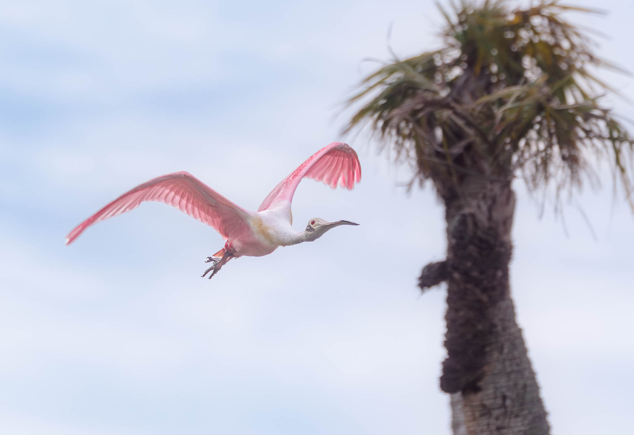 Roseate Spoonbill