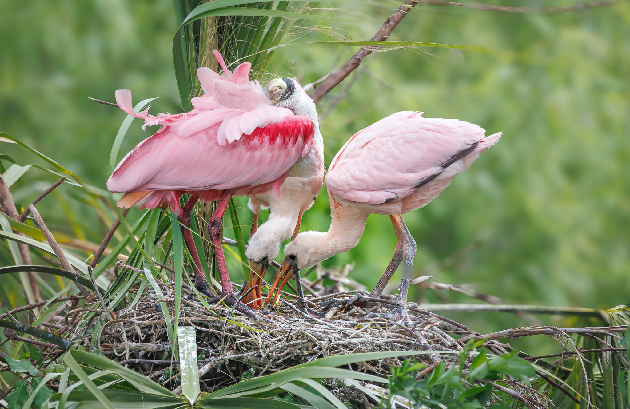 Roseate Spoonbill