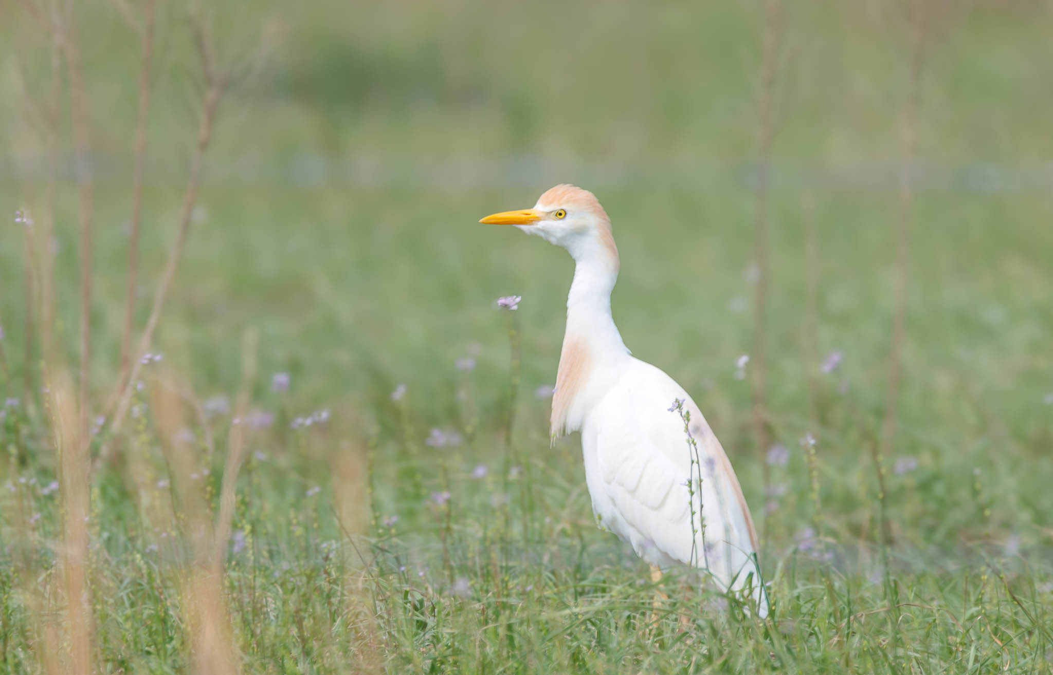 Western Cattle Egret