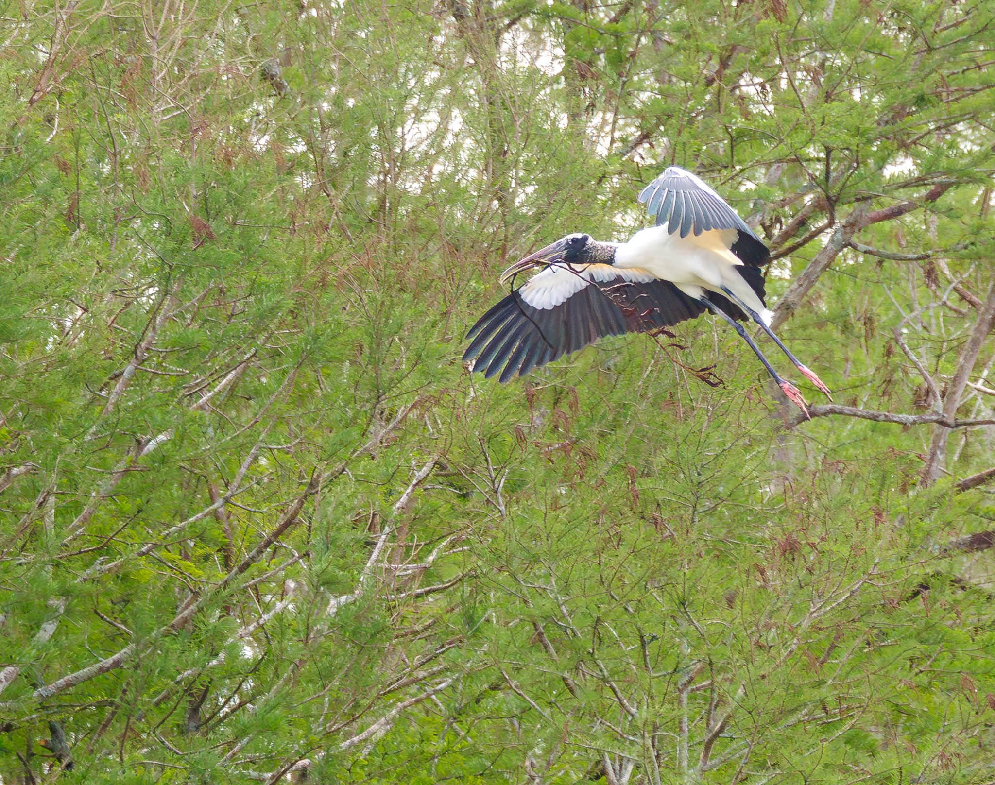 Wood Stork
