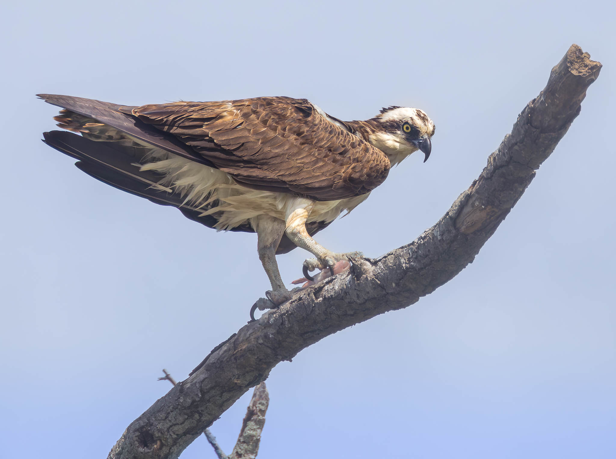 Osprey