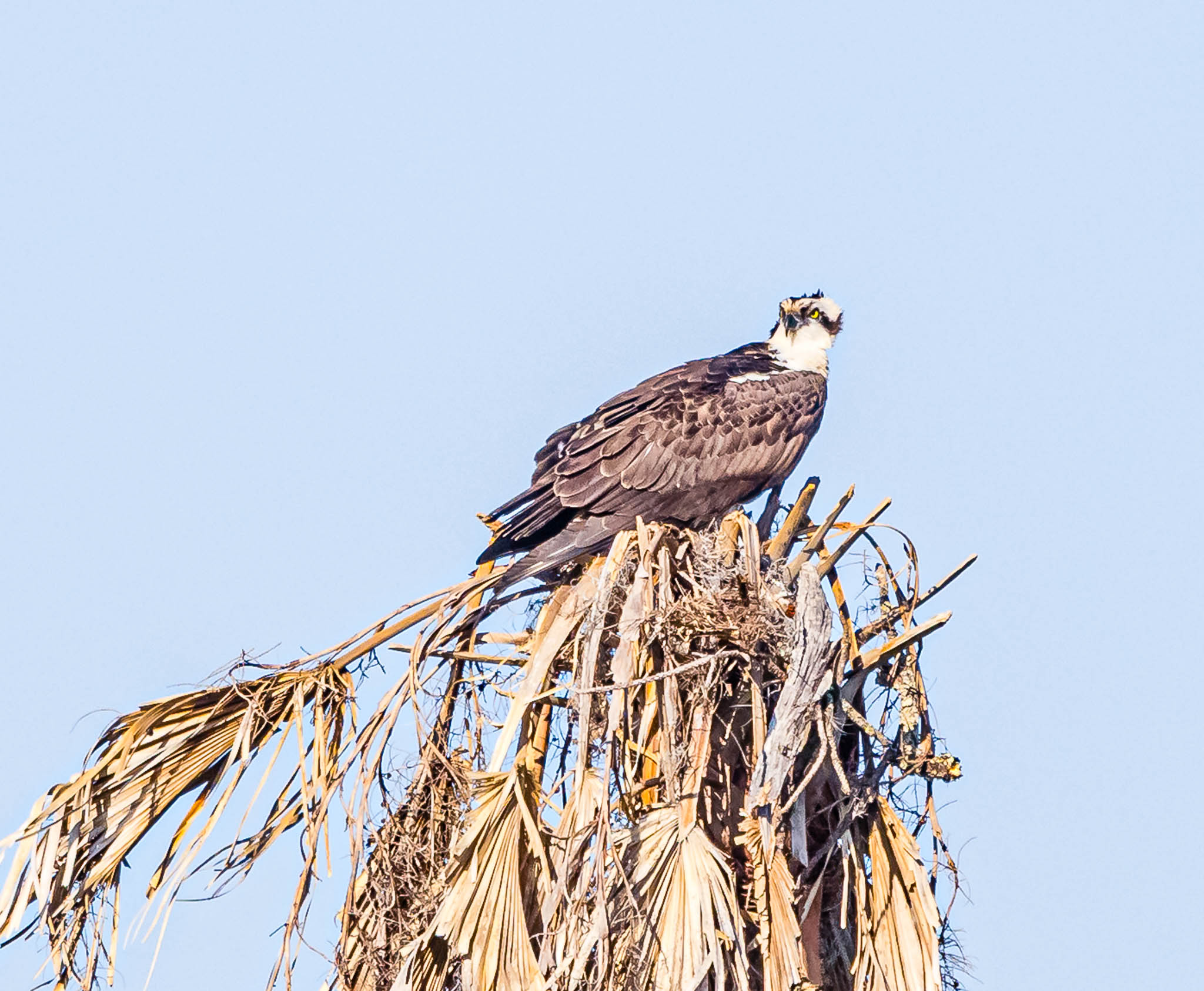 Osprey