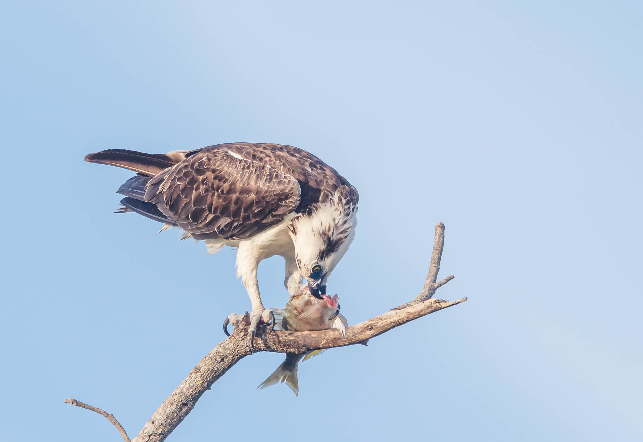 Osprey