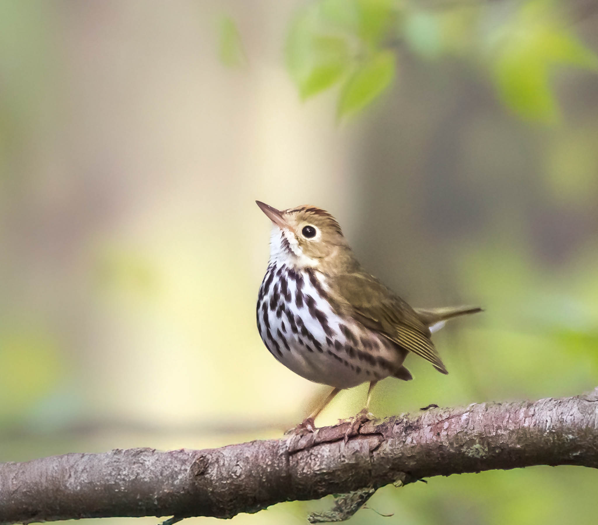 Ovenbird
