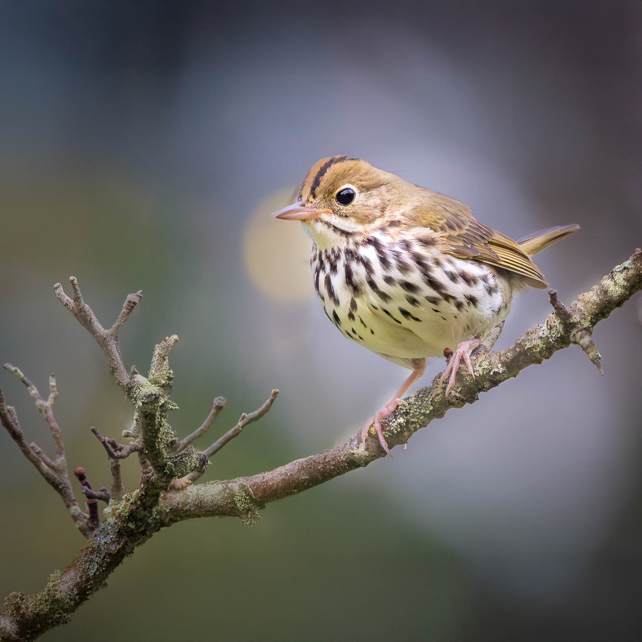 Ovenbird