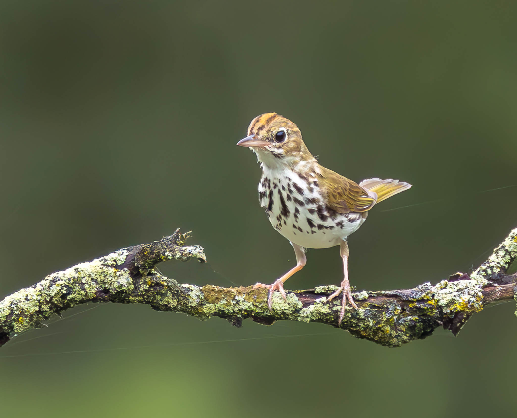 Ovenbird
