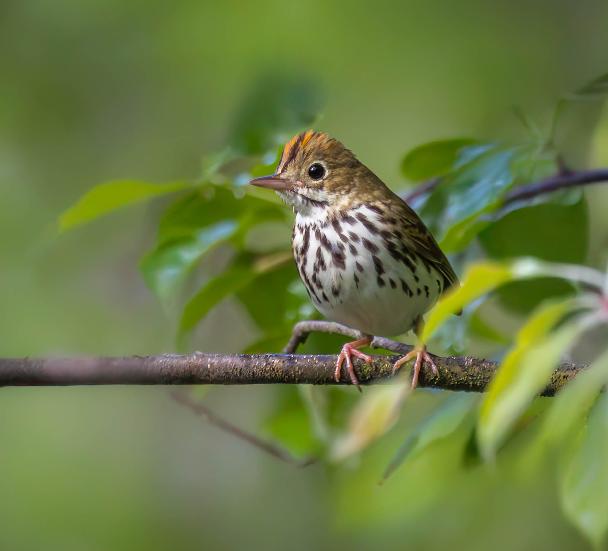 Ovenbird