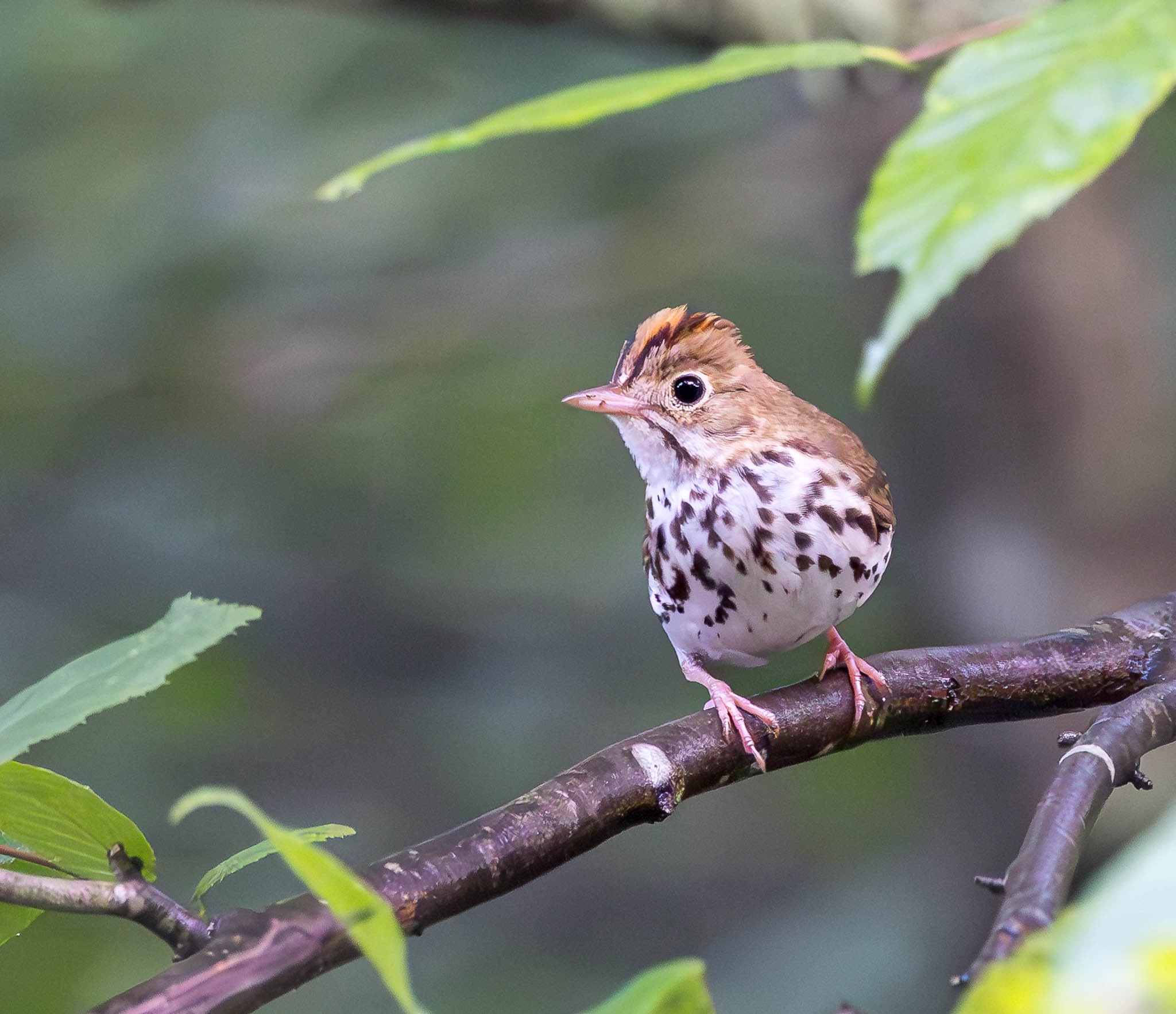 Ovenbird