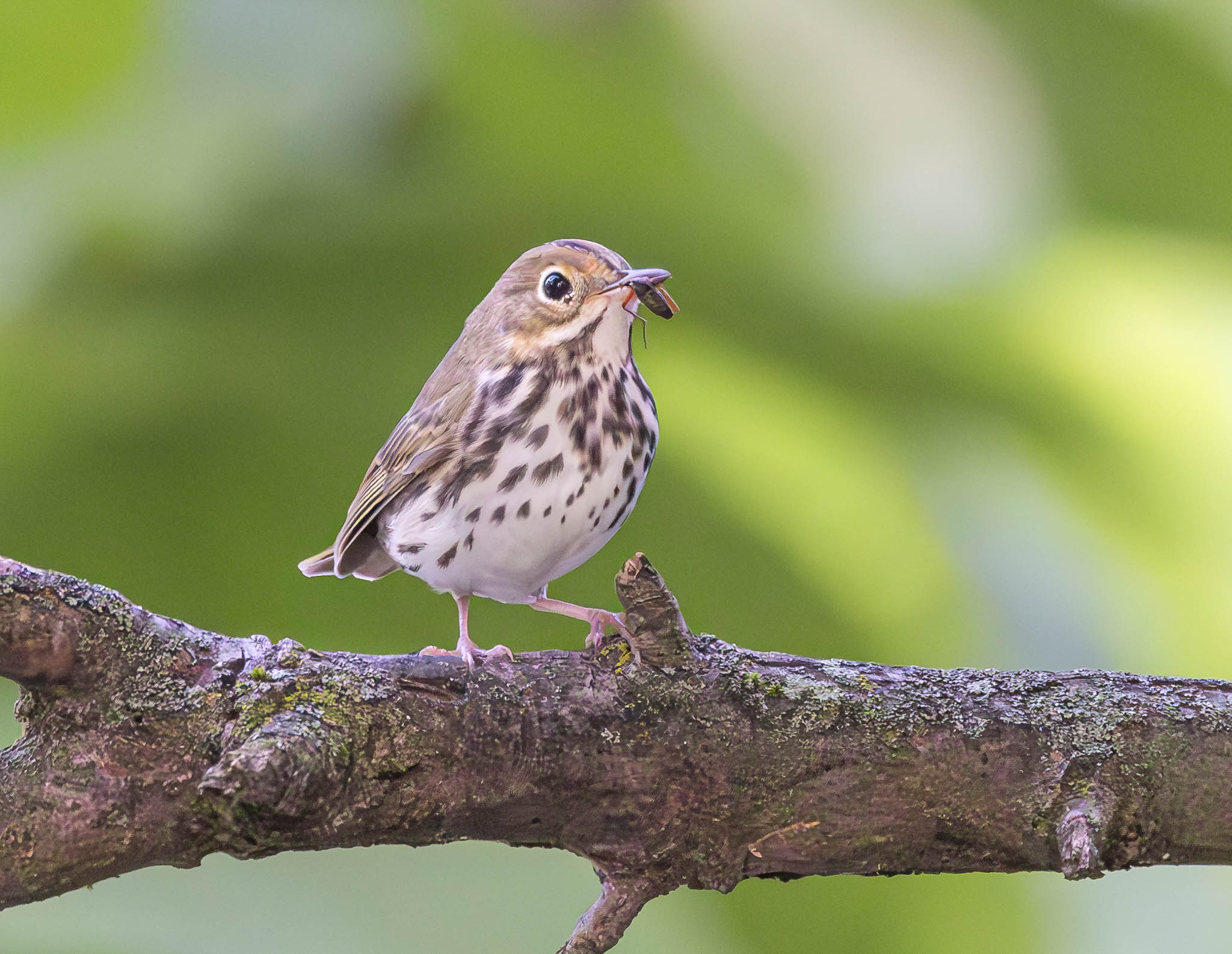 Ovenbird