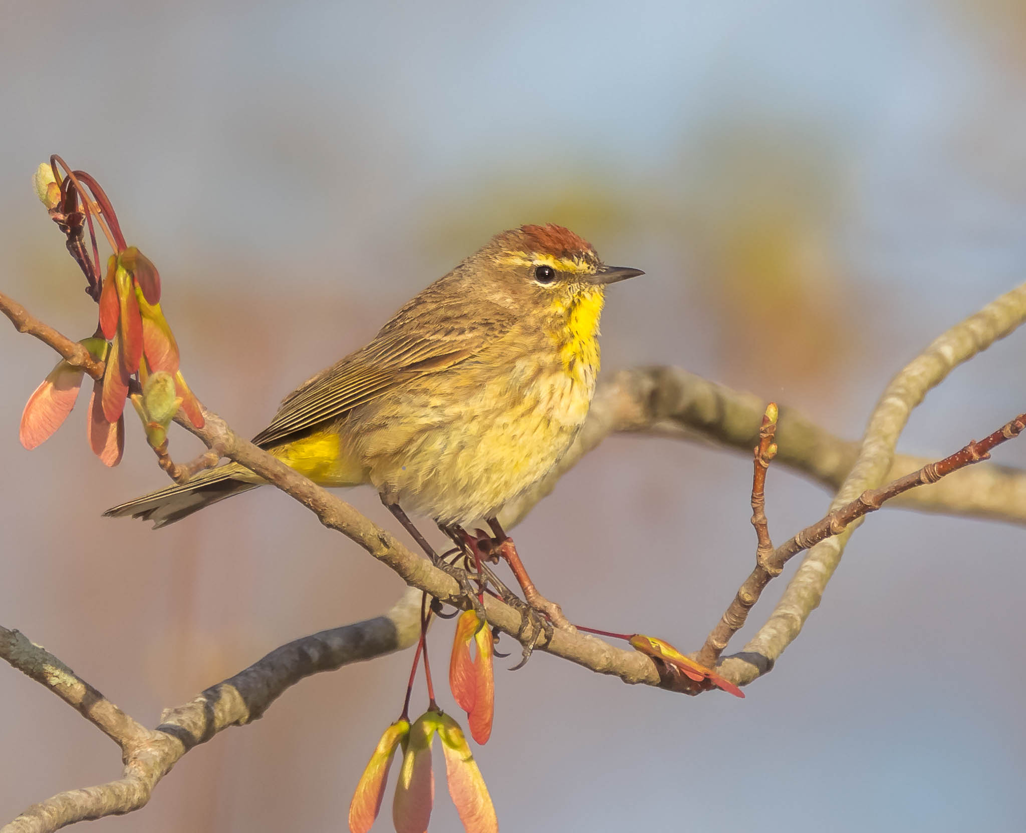 Palm Warbler