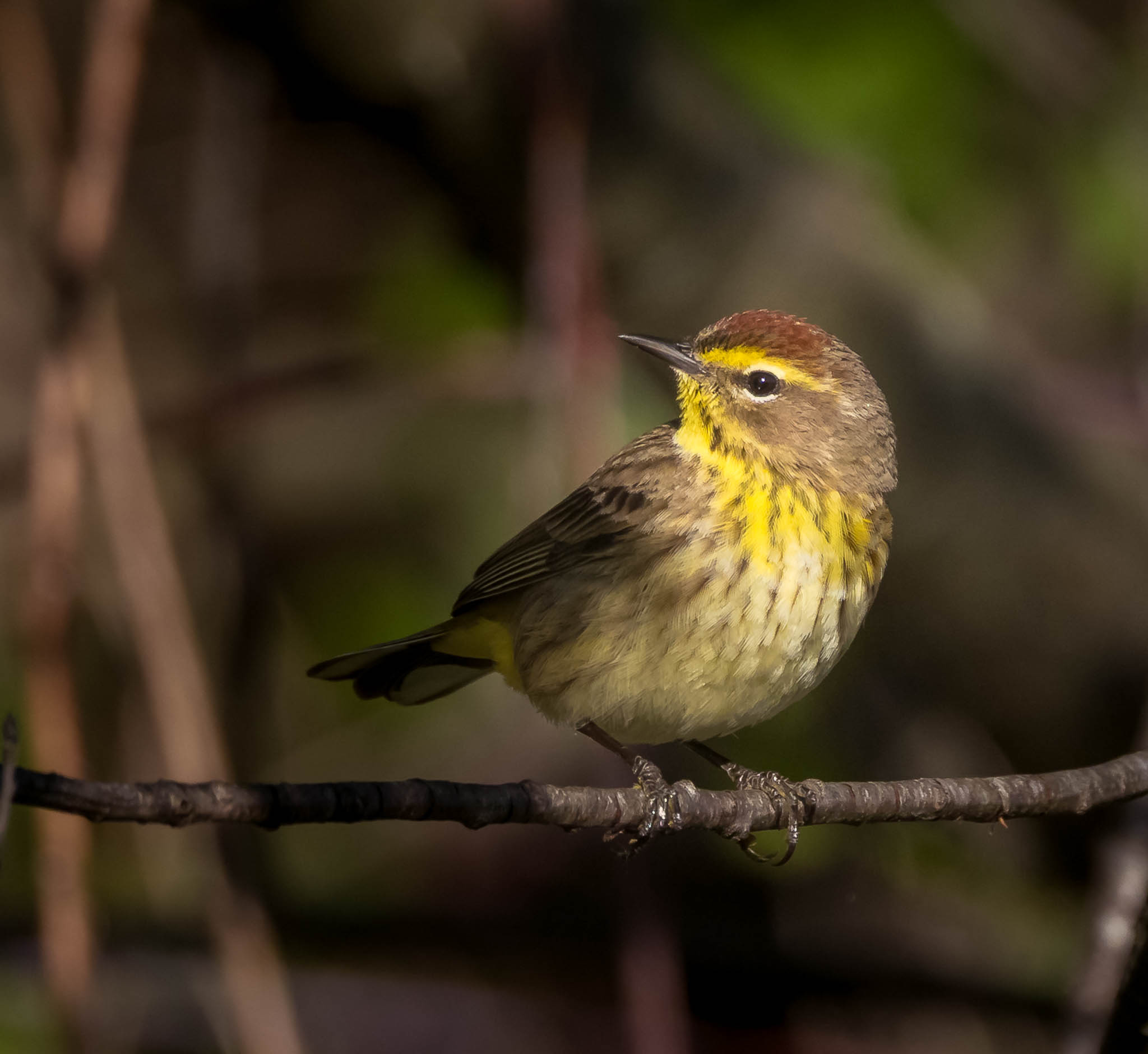 Palm Warbler